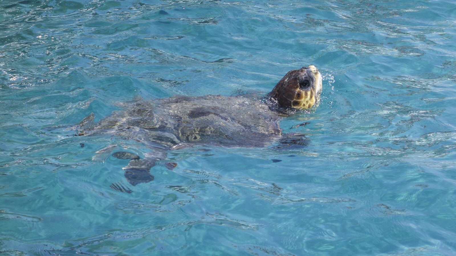 Sony Cyber-shot DSC-RX100 sample photo. Turtle, head, head looking photography