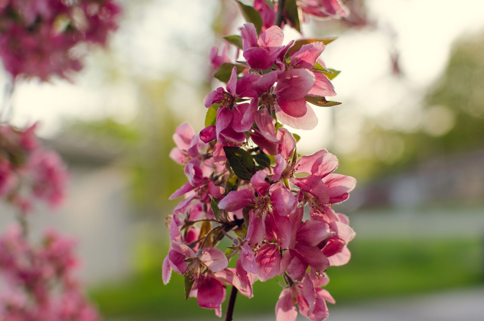 Nikon D7000 sample photo. Tree, pink, sunset photography