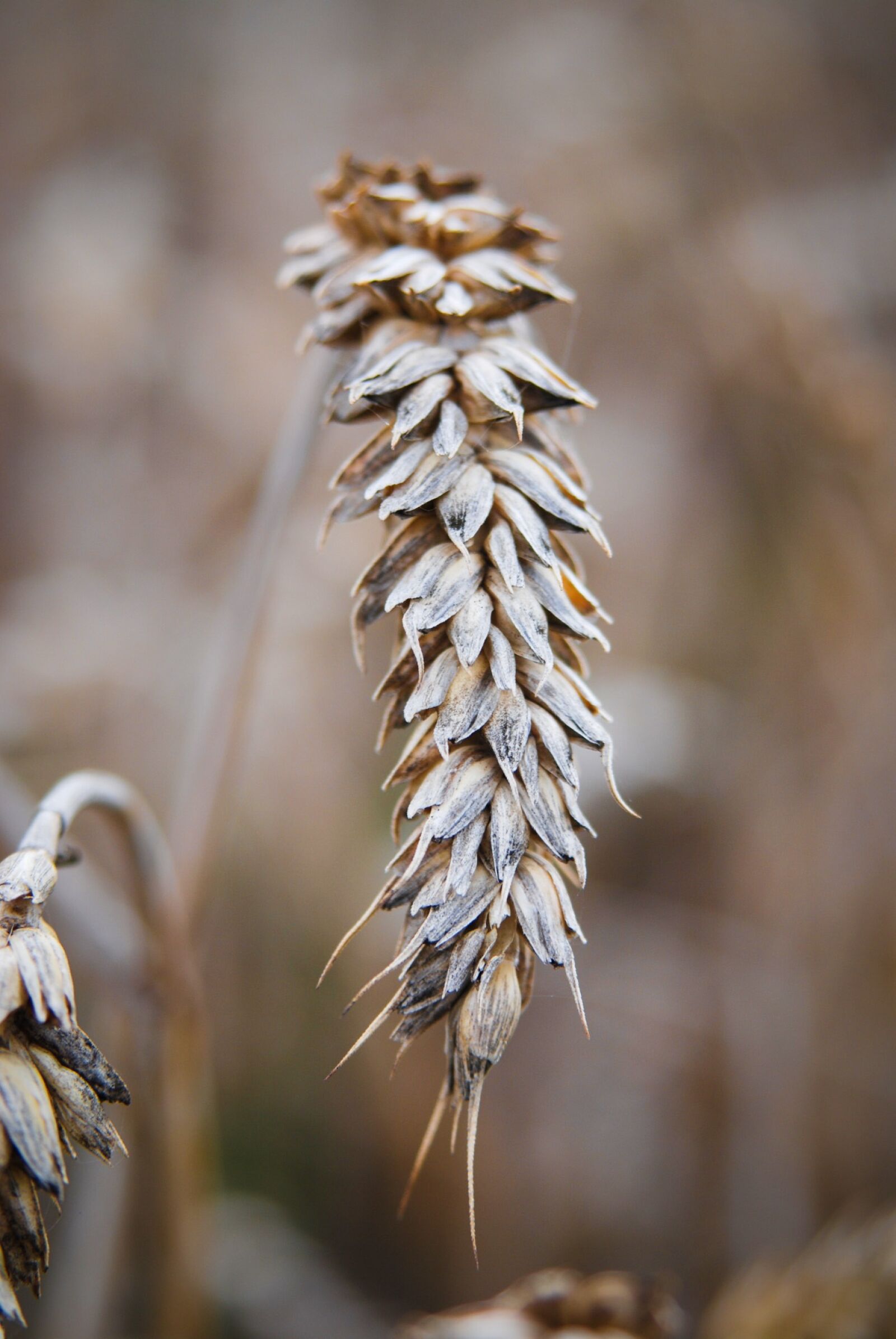 Nikon D80 sample photo. Ear, grain, summer photography