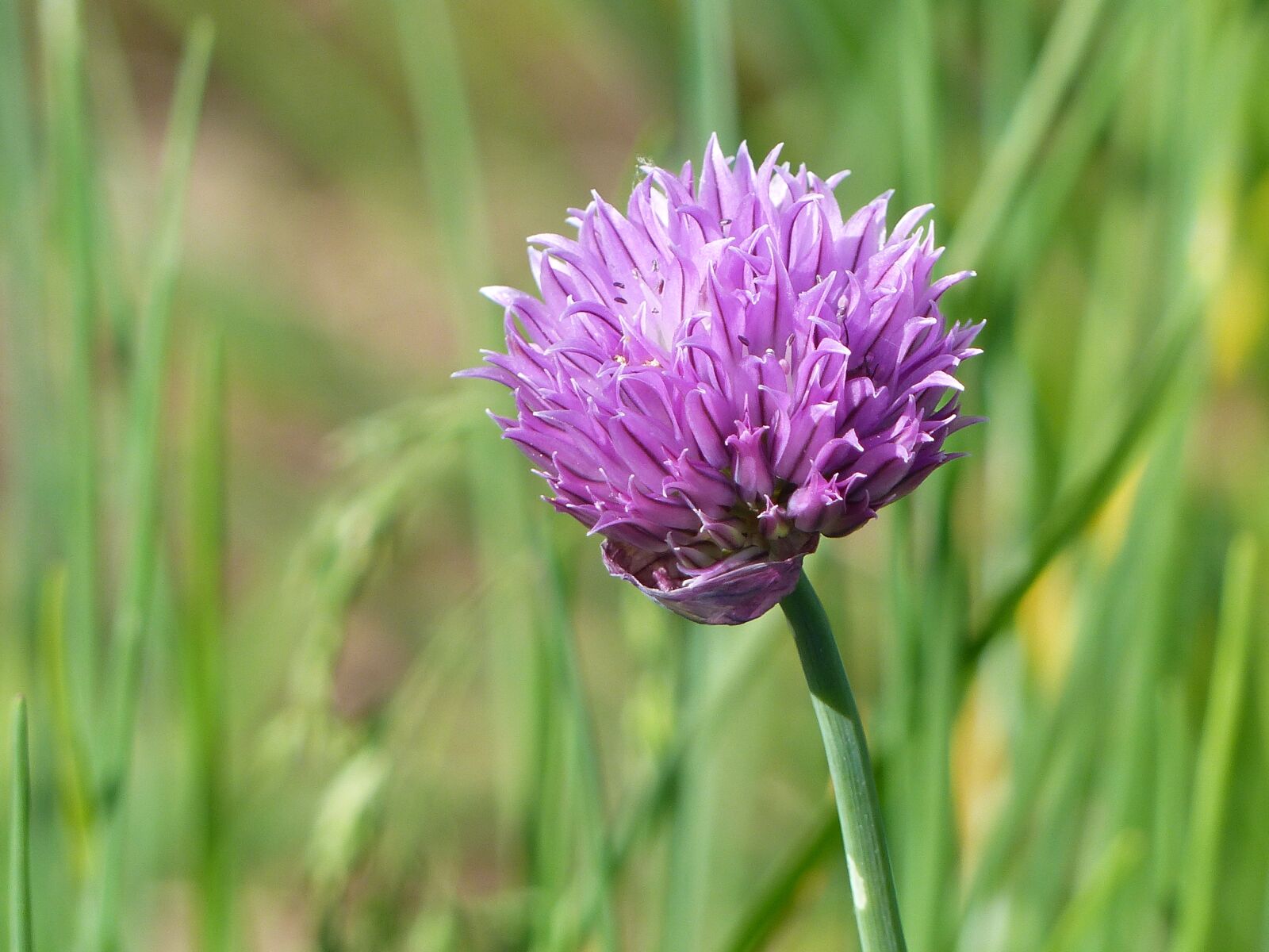 Panasonic Lumix DMC-FZ200 sample photo. Chives, flower, summer photography