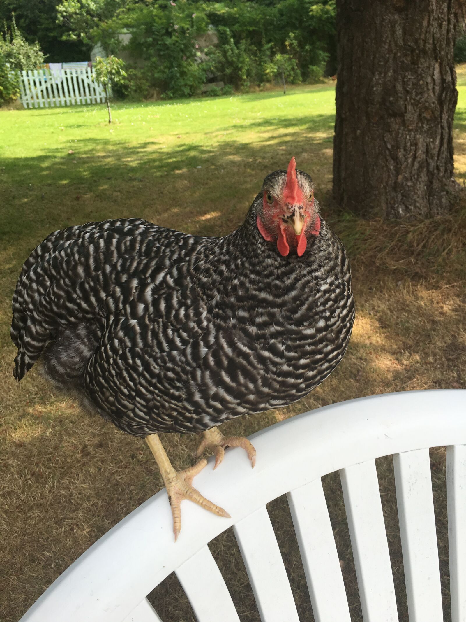 iPhone 6s Plus back camera 4.15mm f/2.2 sample photo. Hen, country, bench photography