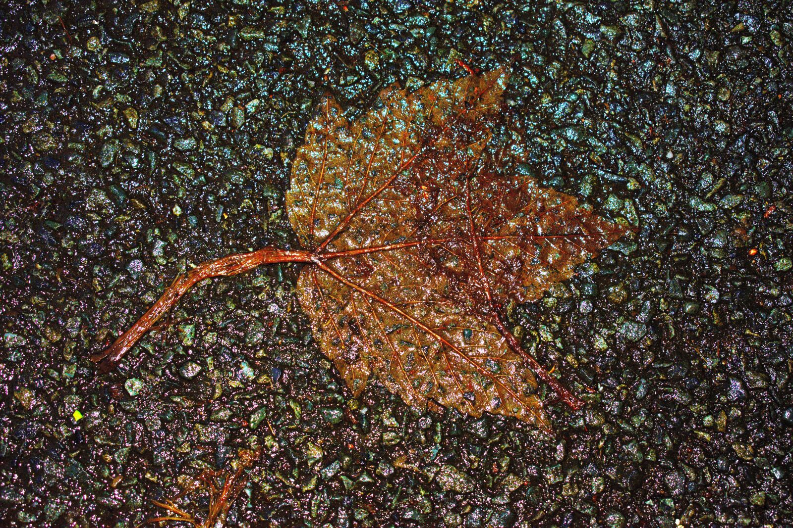 Nikon D3300 sample photo. Death of a leaf photography