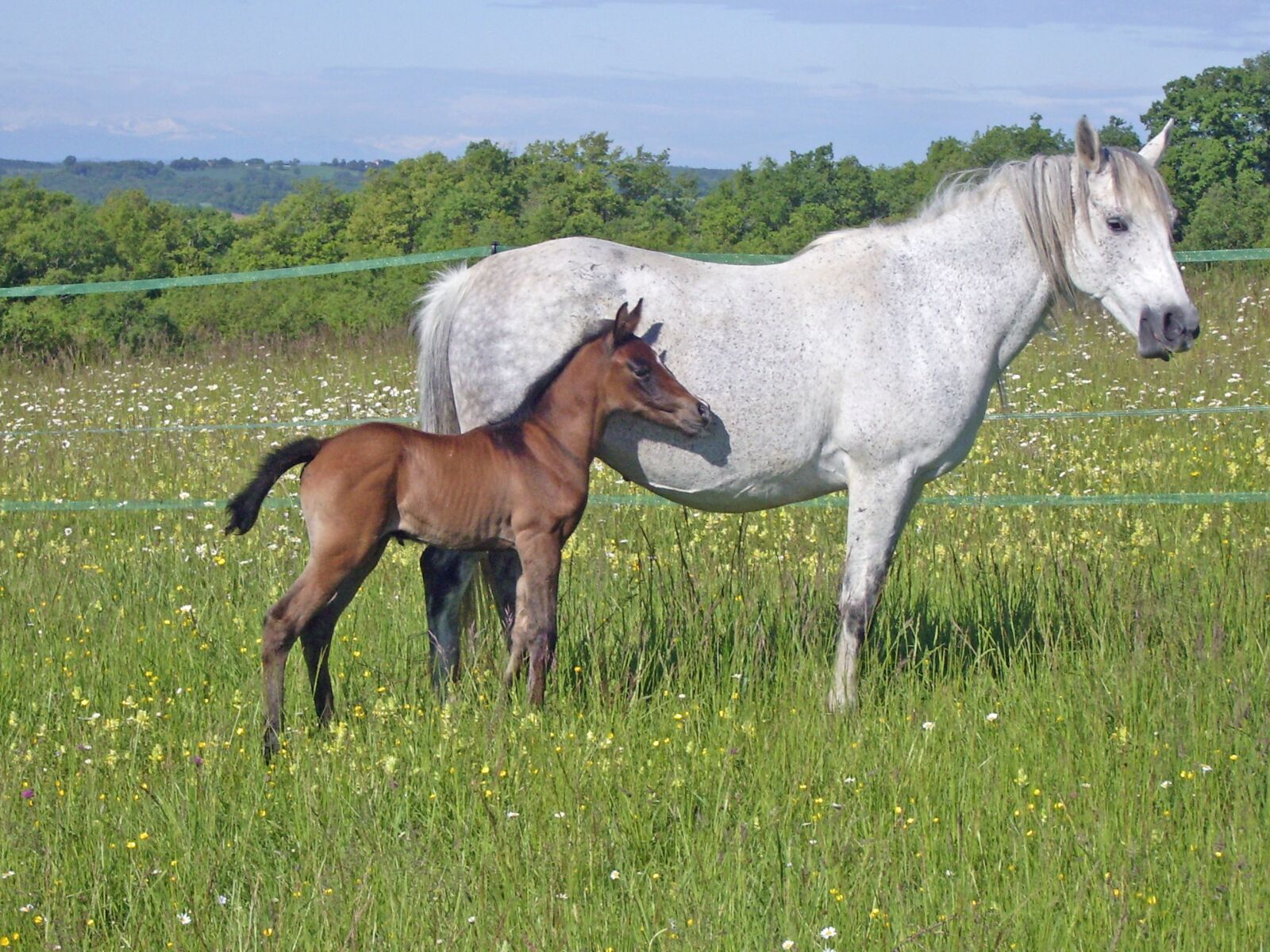 Pentax OPTIO S60 sample photo. Horse, mare, foal photography