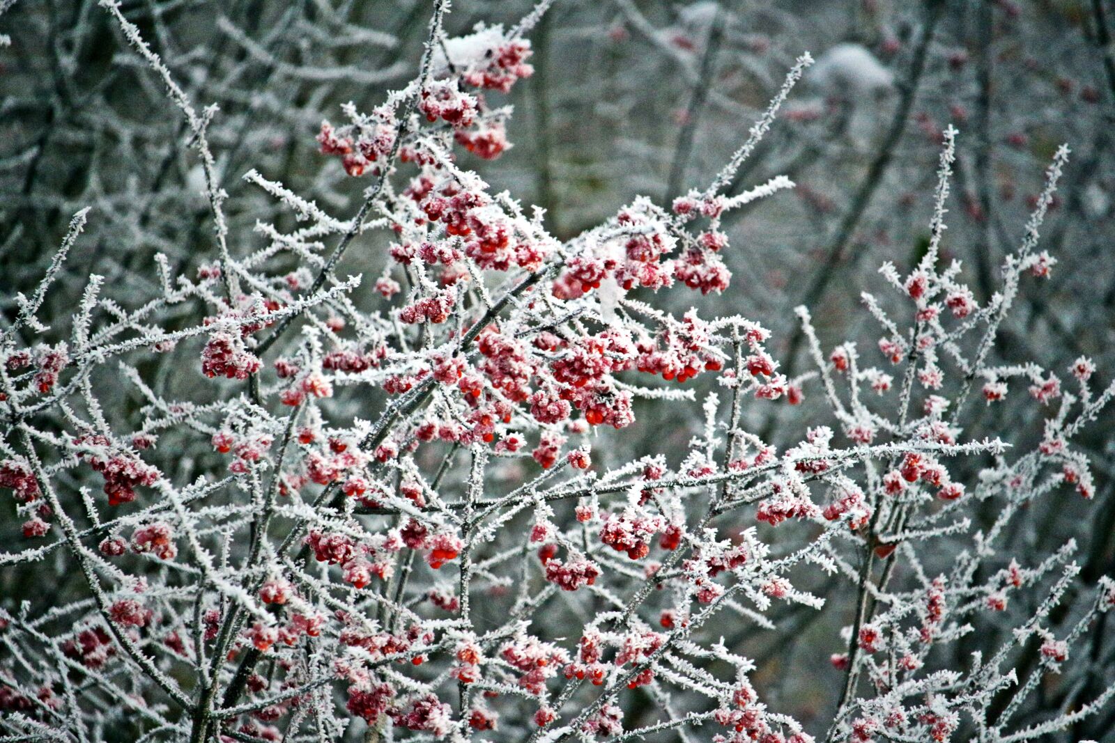 Canon EF-S 55-250mm F4-5.6 IS STM sample photo. Ice, frost, berries photography