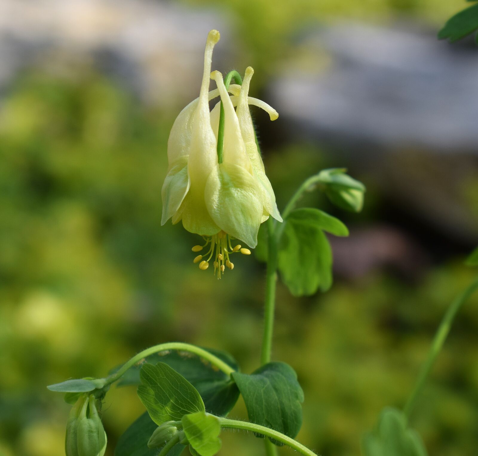 Nikon D3300 sample photo. Yellow columbine, columbine, newly-opened photography