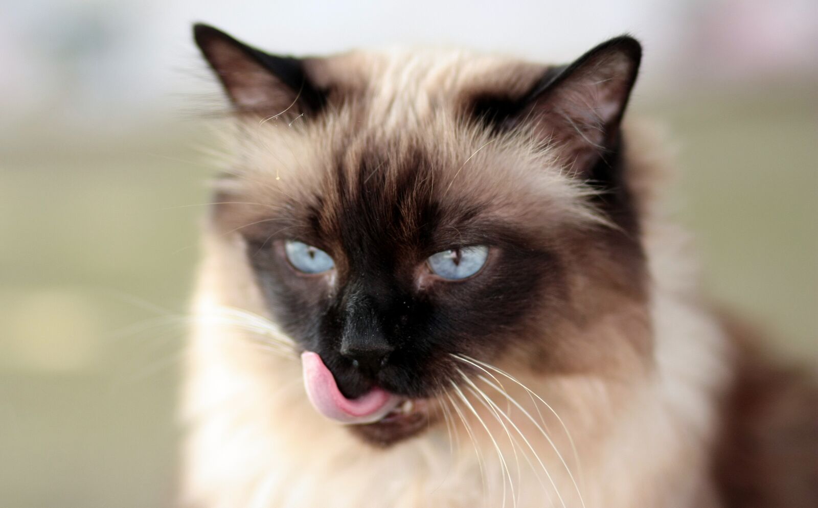 Canon EOS 450D (EOS Rebel XSi / EOS Kiss X2) sample photo. Cat, siamese, language photography