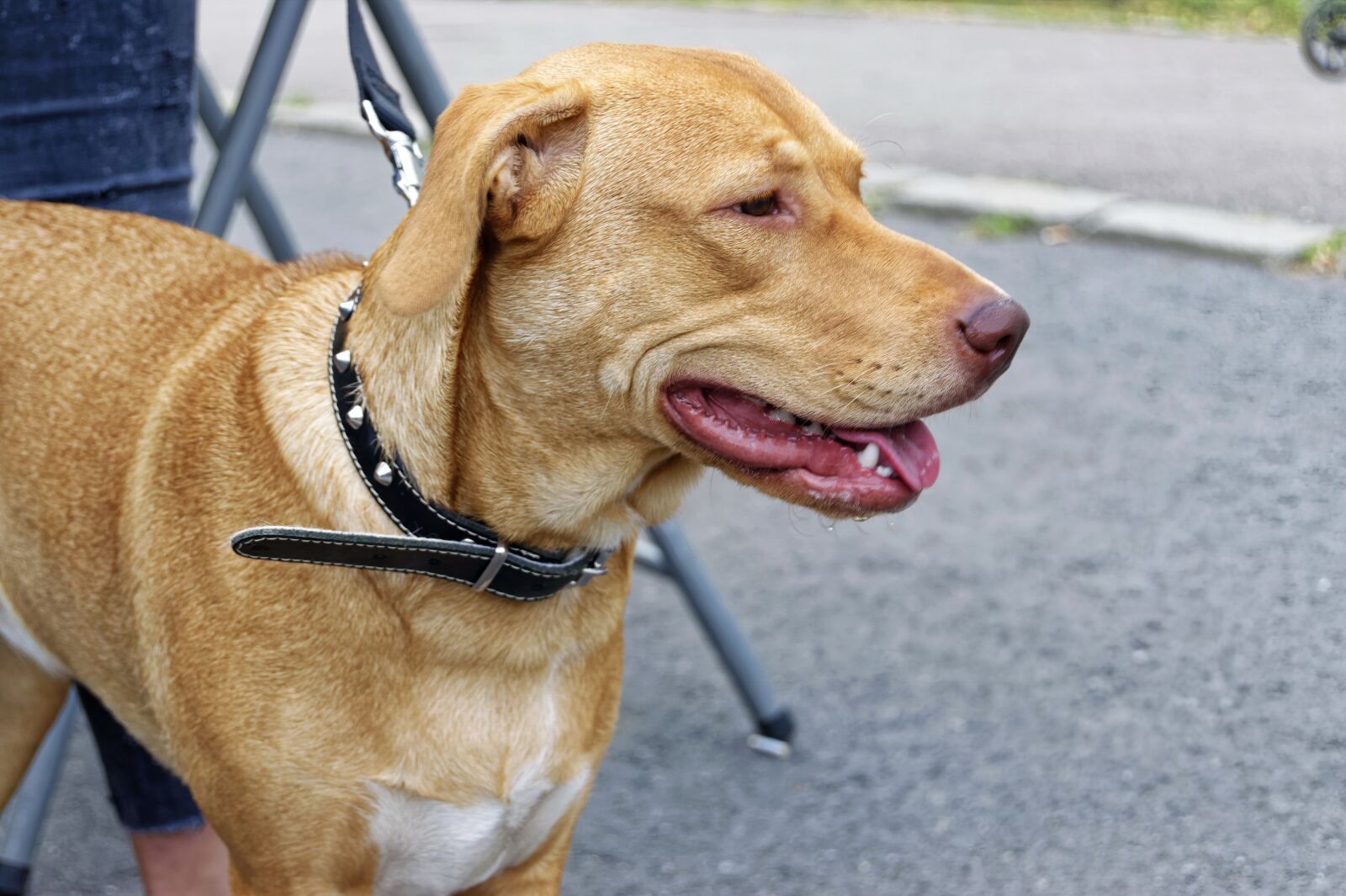 Nikon D5300 sample photo. Dog, pet, canine photography