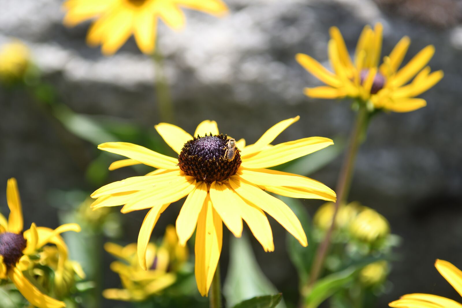 Nikon D500 sample photo. Blooms, yellow, flower photography