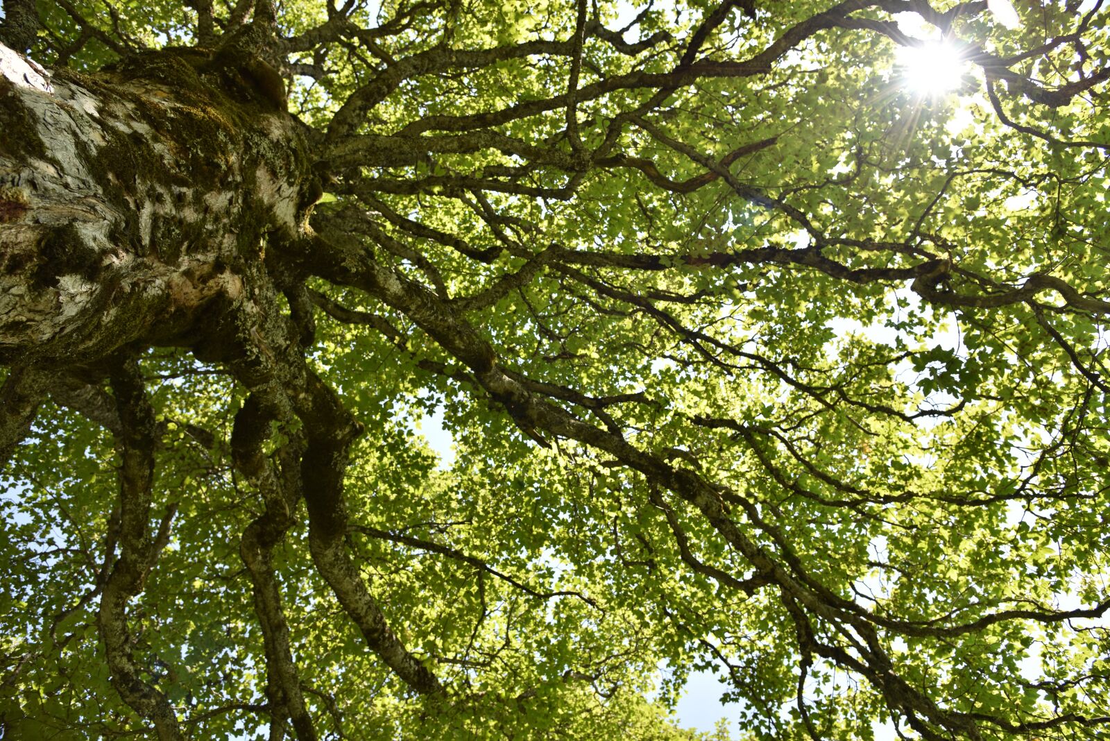 Nikon D810 sample photo. Acer pseudoplatanus, mountain maple photography