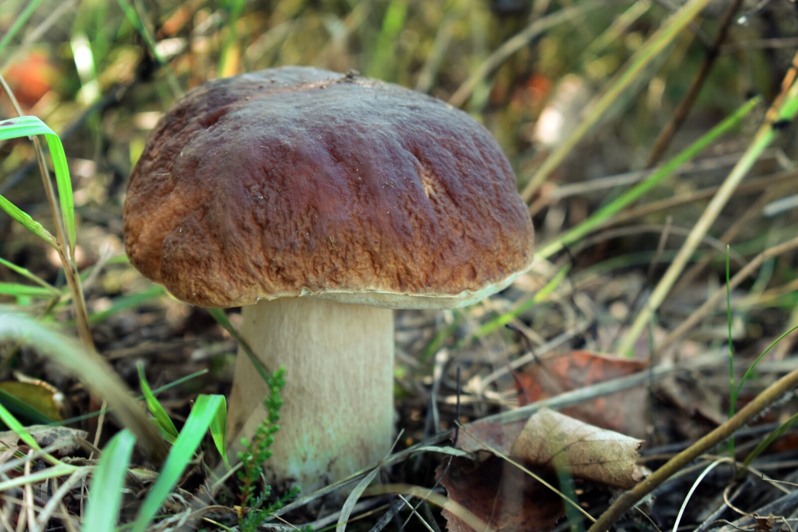 Nikon D3400 sample photo. Forest, mushrooms, in the photography