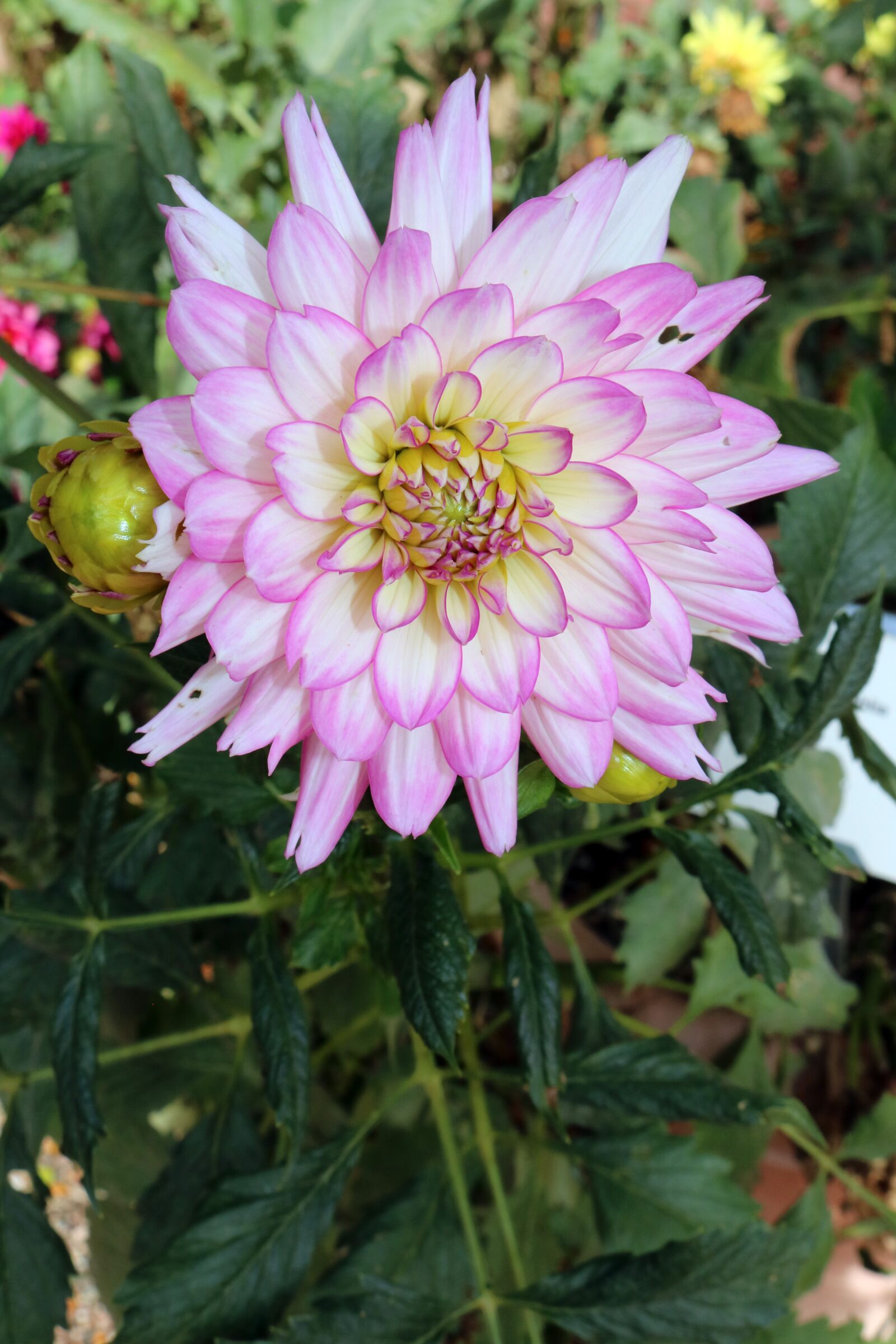 Canon EOS 750D (EOS Rebel T6i / EOS Kiss X8i) sample photo. Dahlia, flower, pink photography