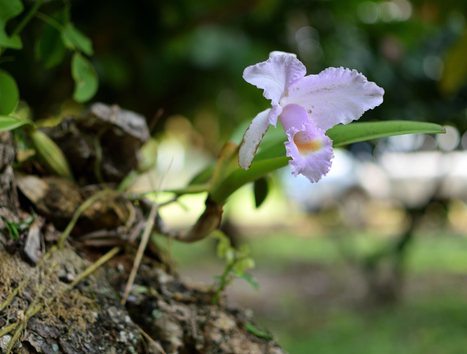 Nikon D5300 sample photo. Orchid, flower, tropical photography
