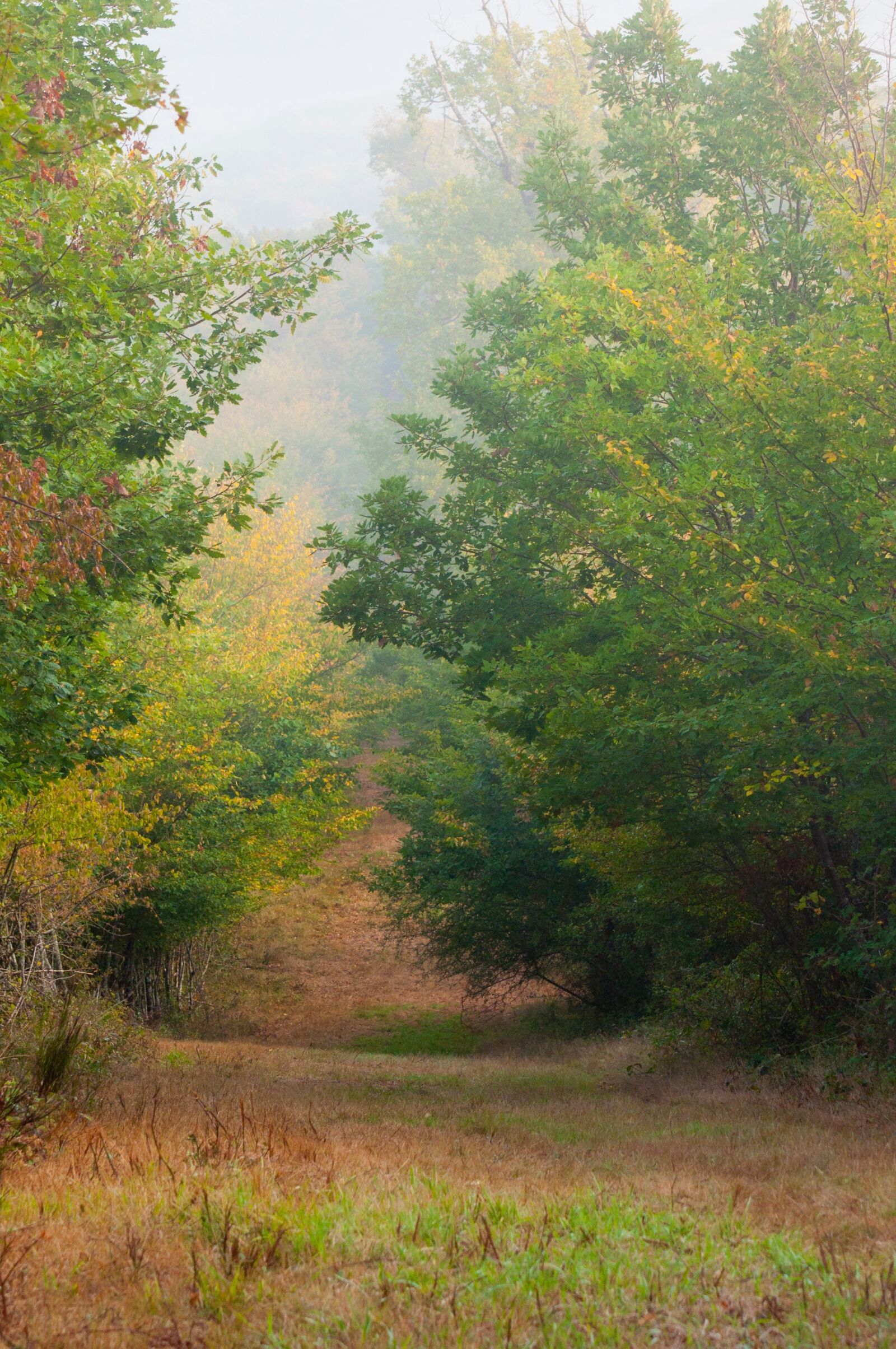 Nikon D90 sample photo. Fall, landscape, nature photography