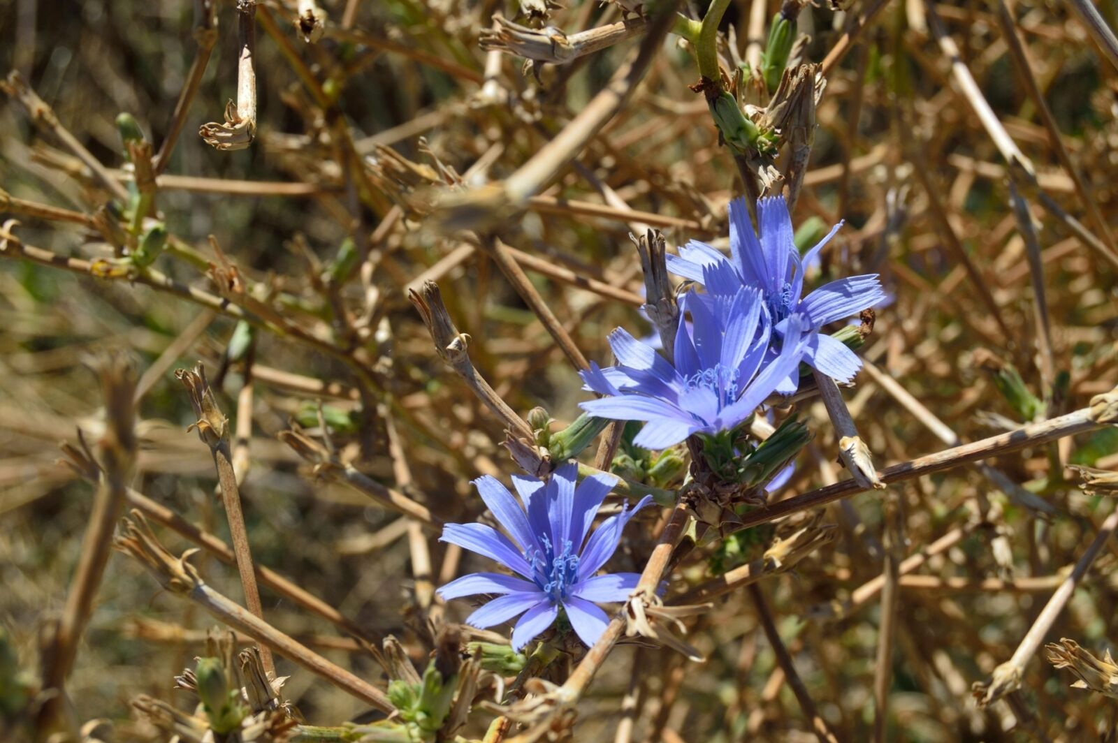 Nikon D3200 sample photo. Blue flower, jungle, plant photography