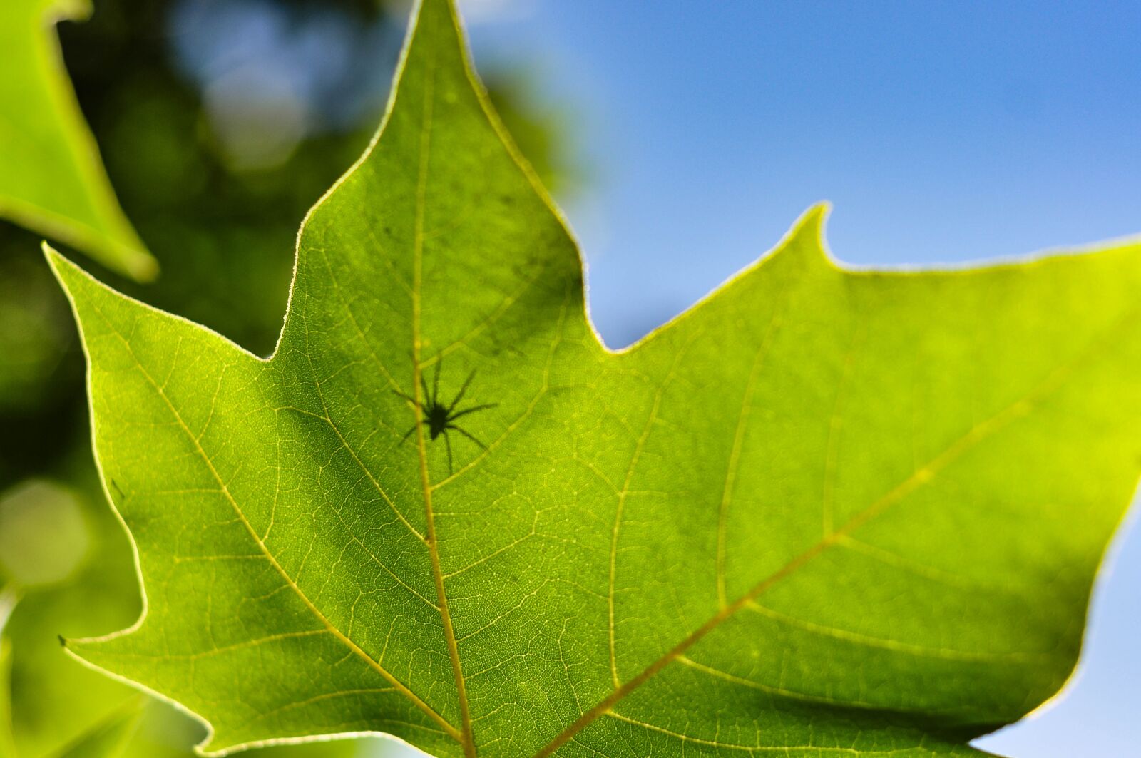 Nikon D90 sample photo. Spider, leaf, green photography