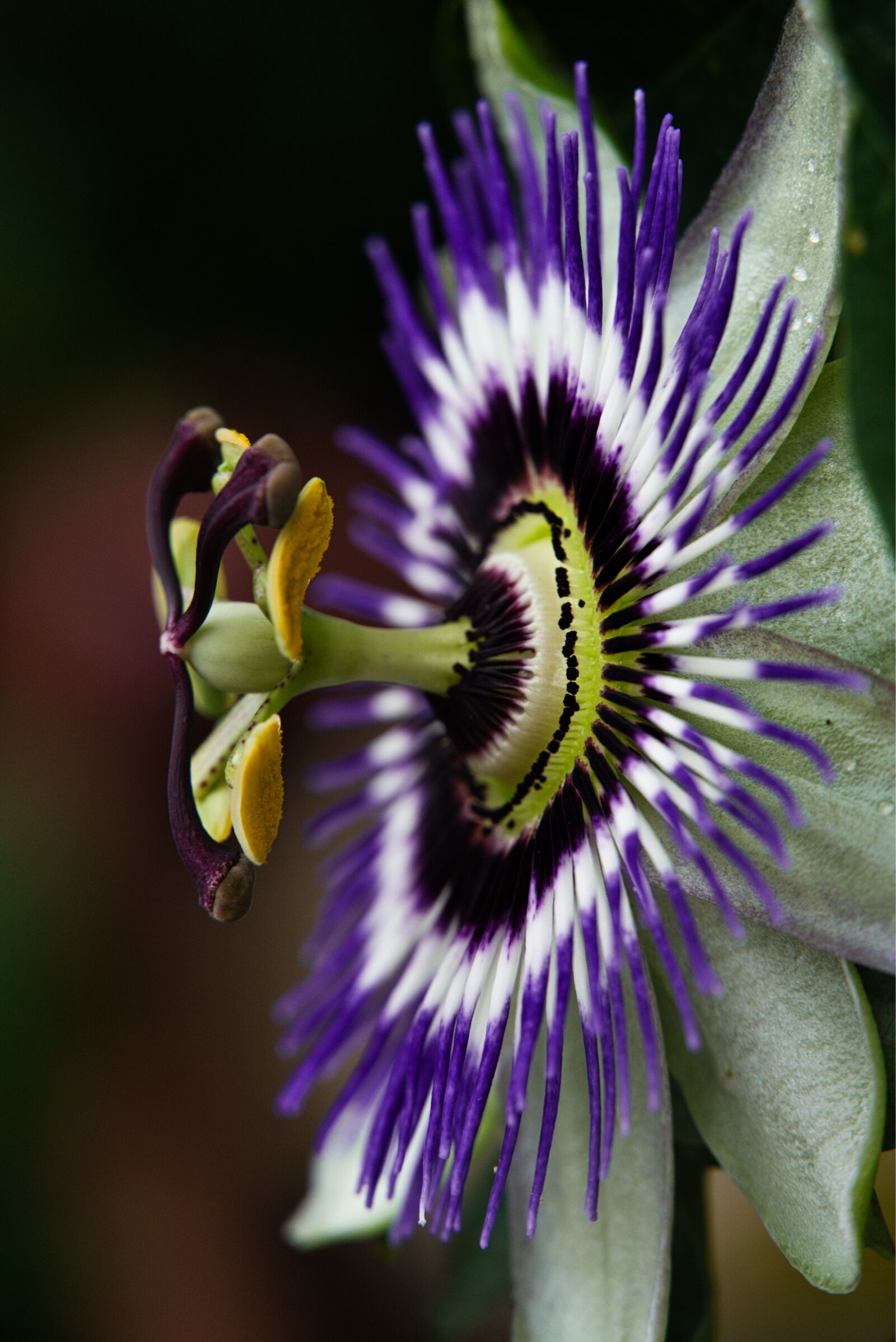 Sony a6400 sample photo. Passion flower, flower, blossom photography