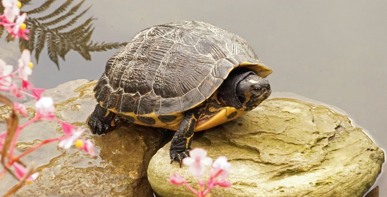 Sony a7 + Sony FE 24-240mm F3.5-6.3 OSS sample photo. Turtle, stone, panzer photography