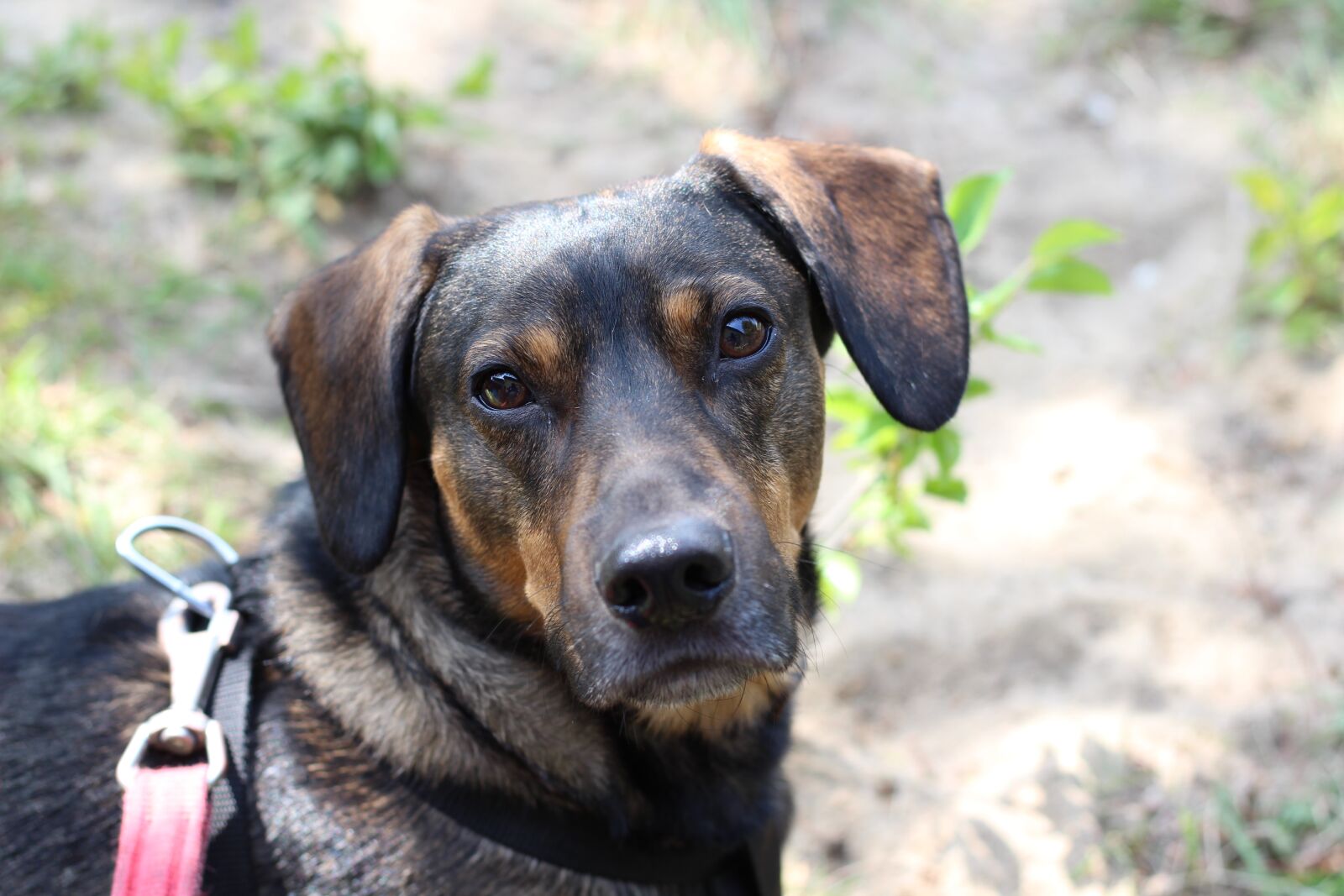 Canon EOS 600D (Rebel EOS T3i / EOS Kiss X5) + Canon EF 50mm F1.8 STM sample photo. Dog, favorite, animals photography