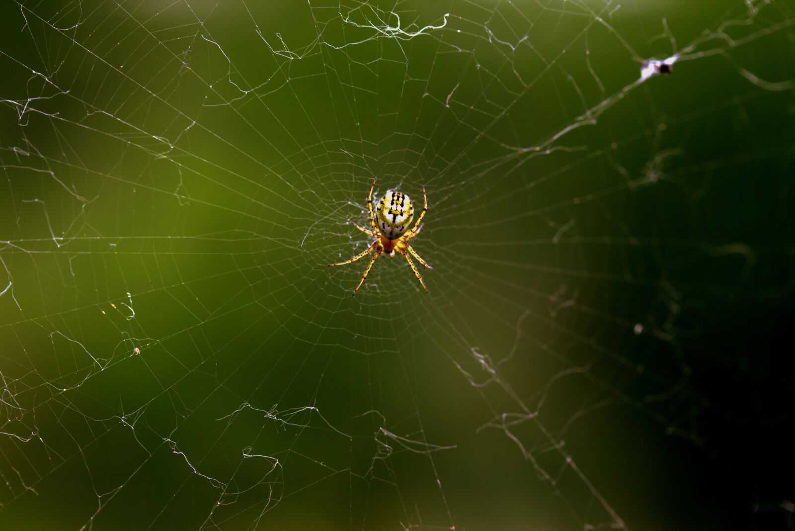 Canon EF-S 60mm F2.8 Macro USM sample photo. Spider, spider web, hooked photography