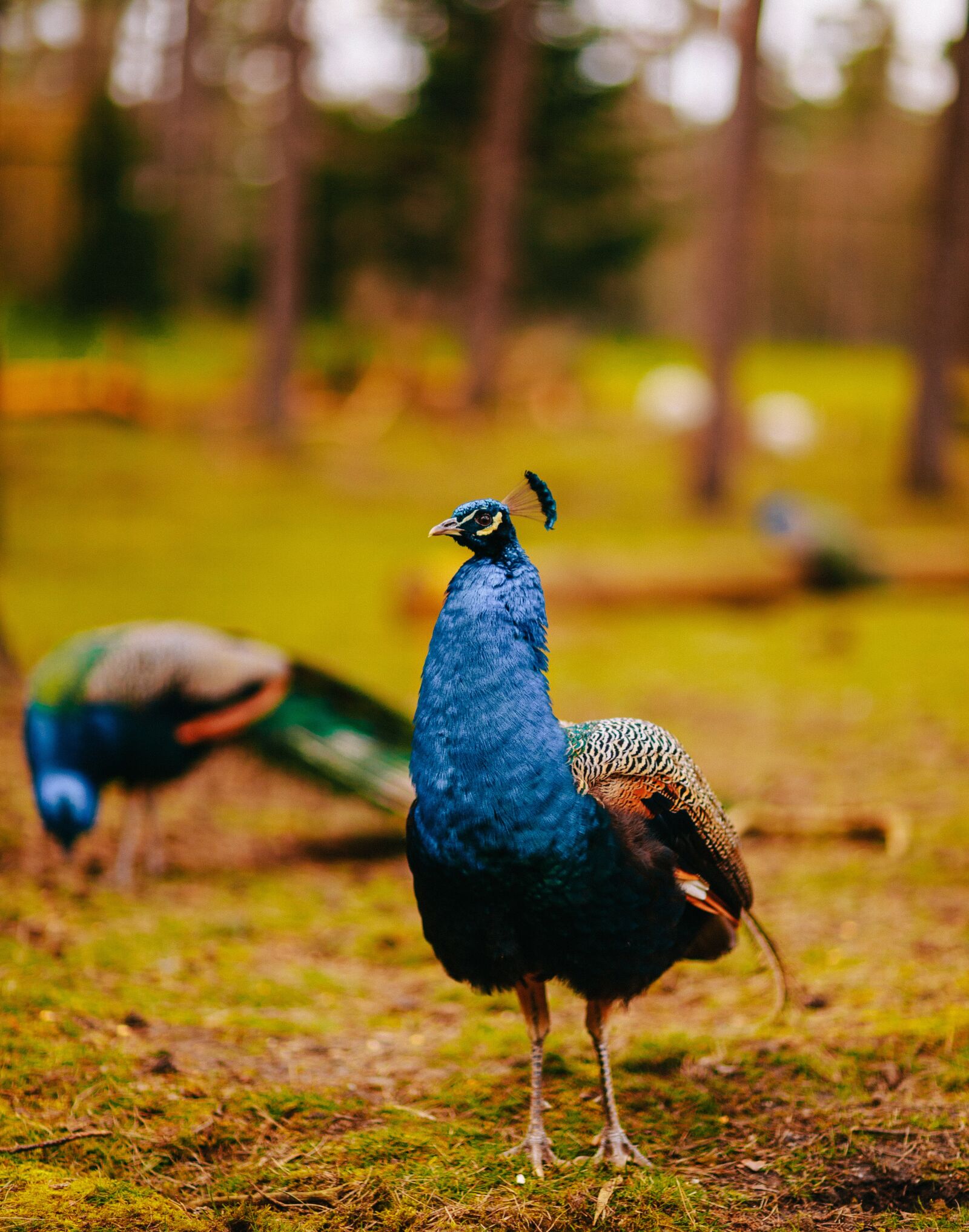 Canon EOS 6D + Canon EF 85mm F1.2L II USM sample photo. Peacock, nature, animal photography