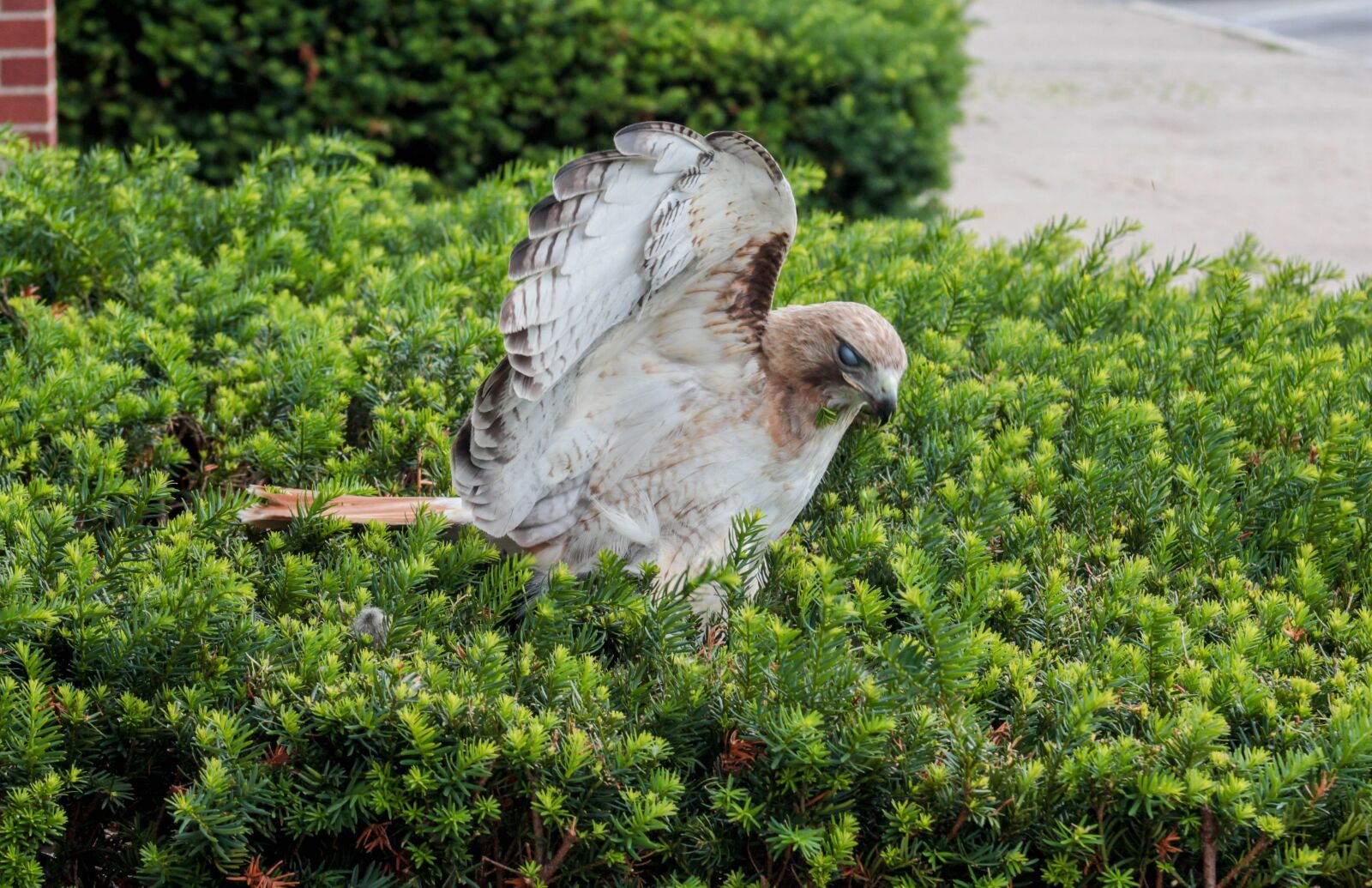 Canon EF 75-300mm f/4-5.6 USM sample photo. Nature, grass, bird photography