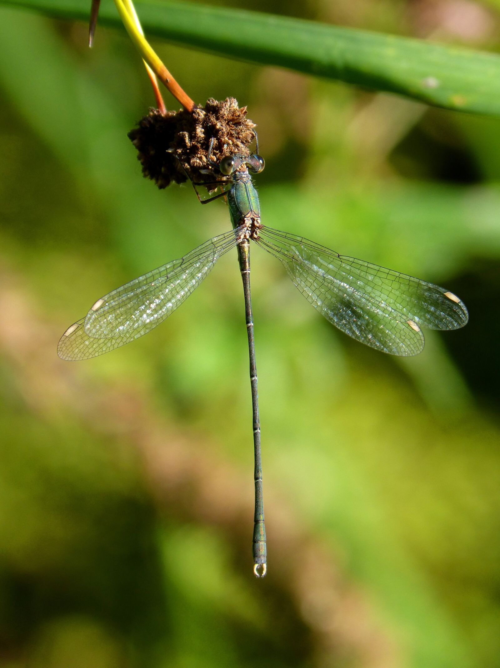 Panasonic DMC-FZ62 sample photo. Dragonfly, green dragonfly, junco photography
