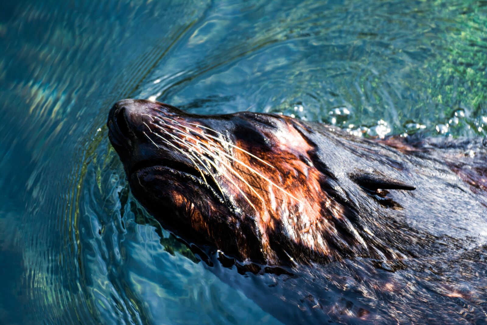 Nikon D7100 sample photo. Animal, water, zoo photography
