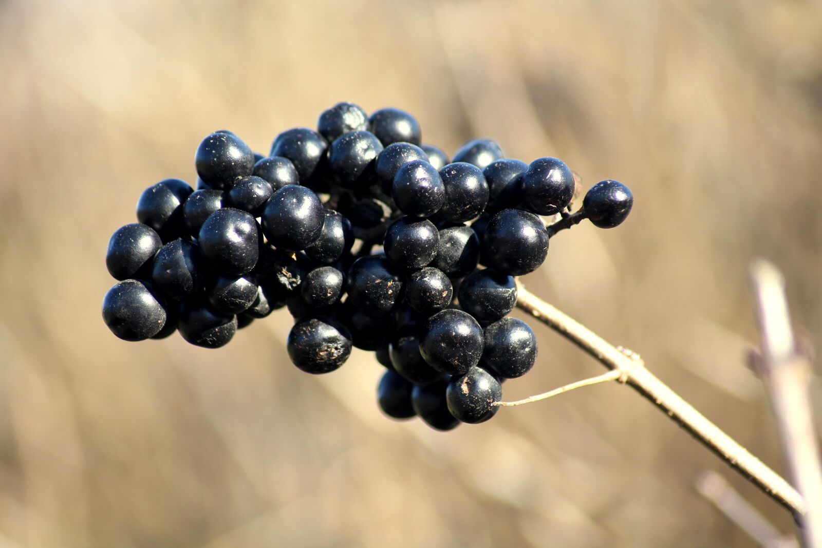 Canon EOS 1200D (EOS Rebel T5 / EOS Kiss X70 / EOS Hi) sample photo. Privet, bush, fruit photography
