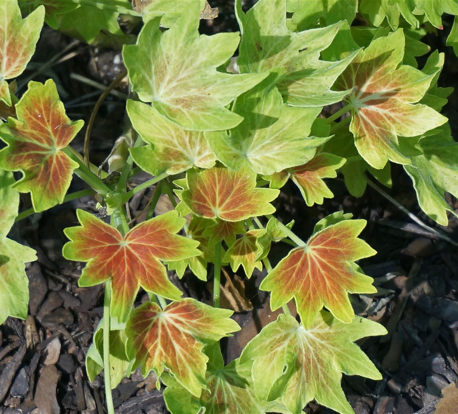 Sony Alpha NEX-5T sample photo. Hybrid variegated geranium, plant photography