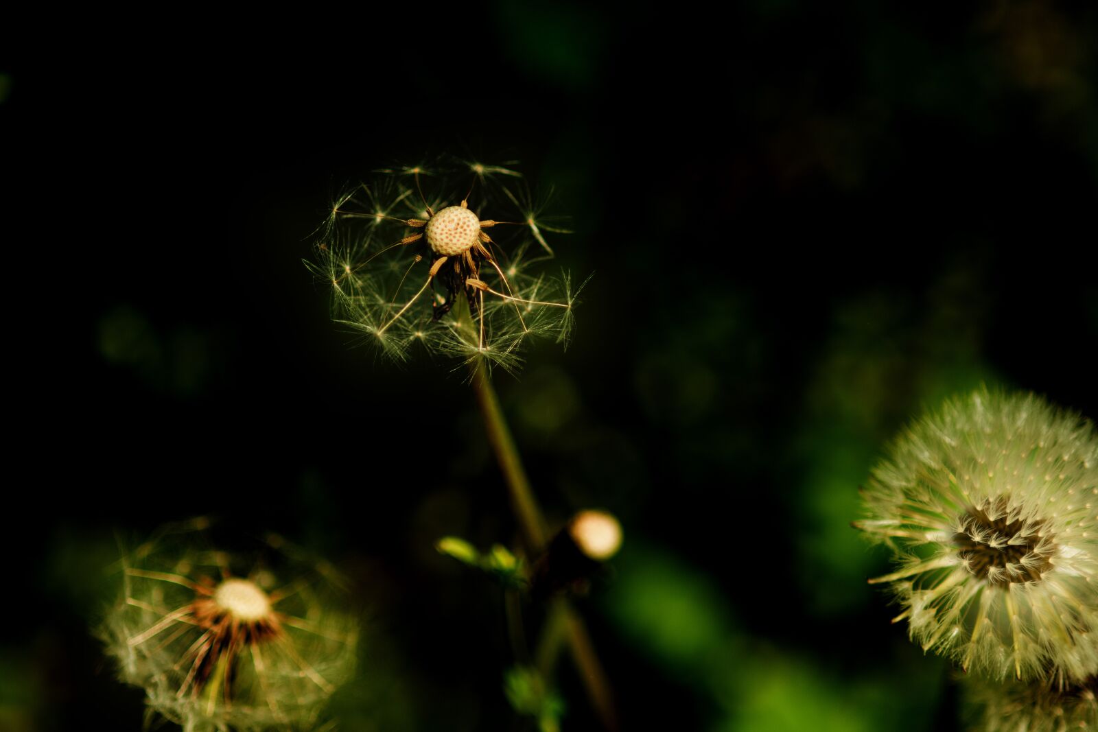 Nikon D850 sample photo. Dandelion, journey, leaving photography