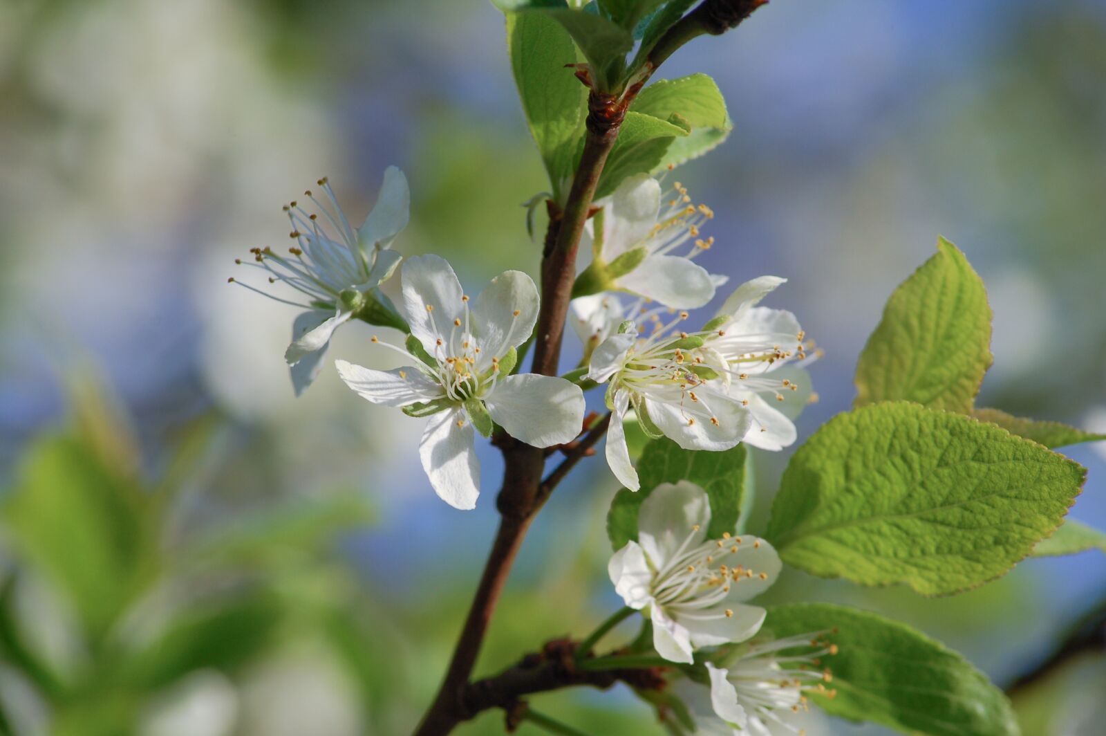 Nikon D50 sample photo. Blossom, bloom, plum photography