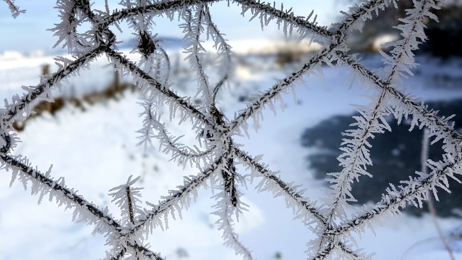 Samsung Galaxy S7 Edge sample photo. Winter, hoarfrost, frost photography