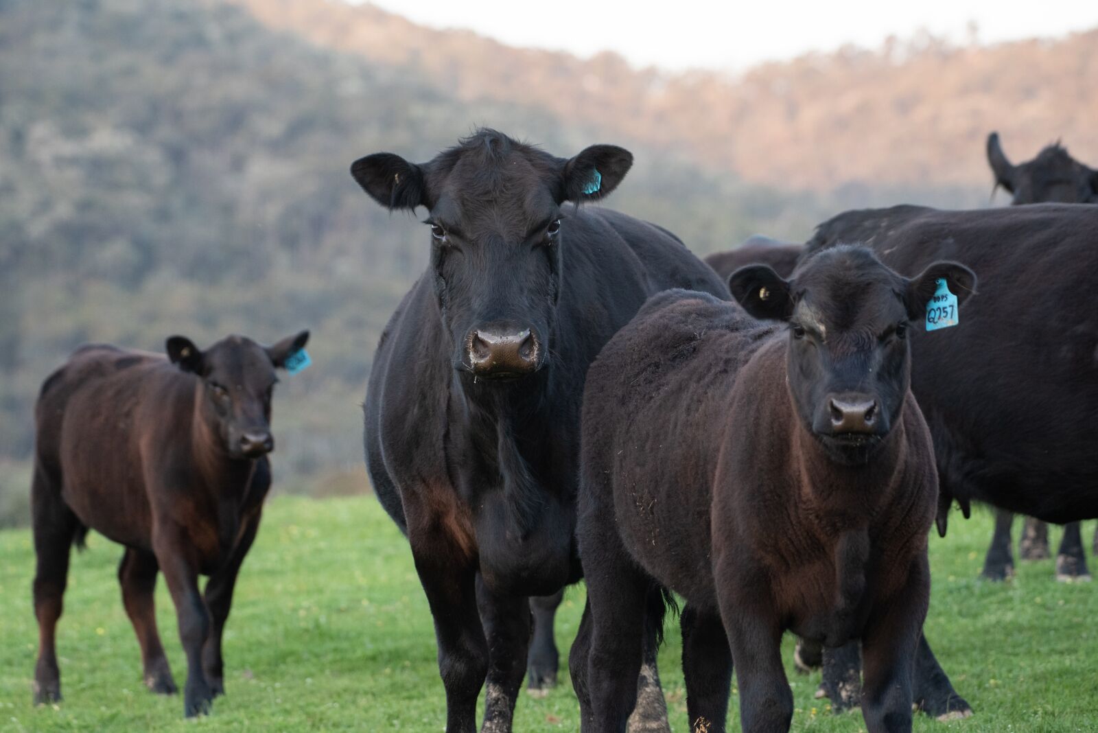 Nikon D750 sample photo. Cow, calf, black angus photography