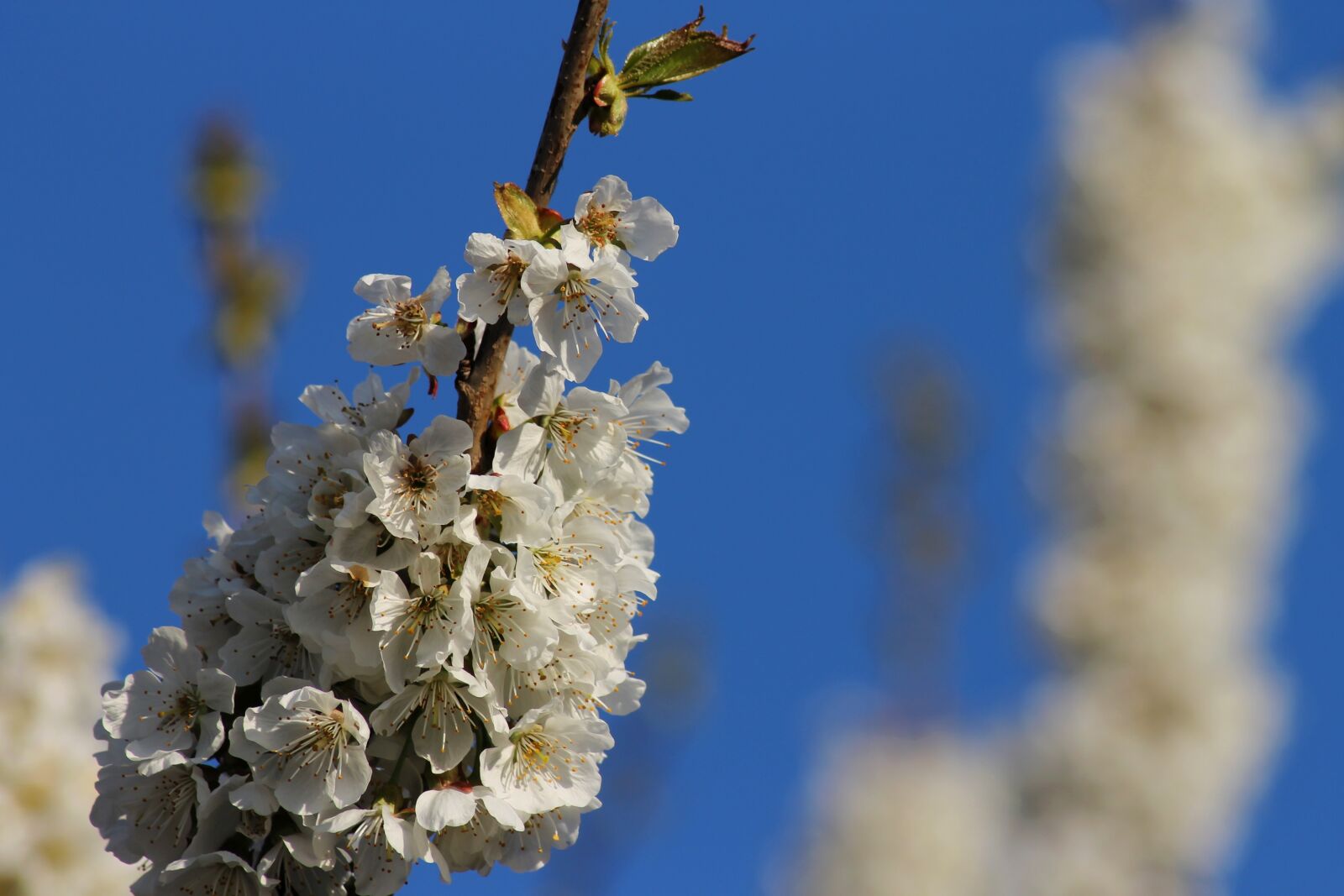 Canon EOS 1100D (EOS Rebel T3 / EOS Kiss X50) sample photo. Spring, flowers, branch photography