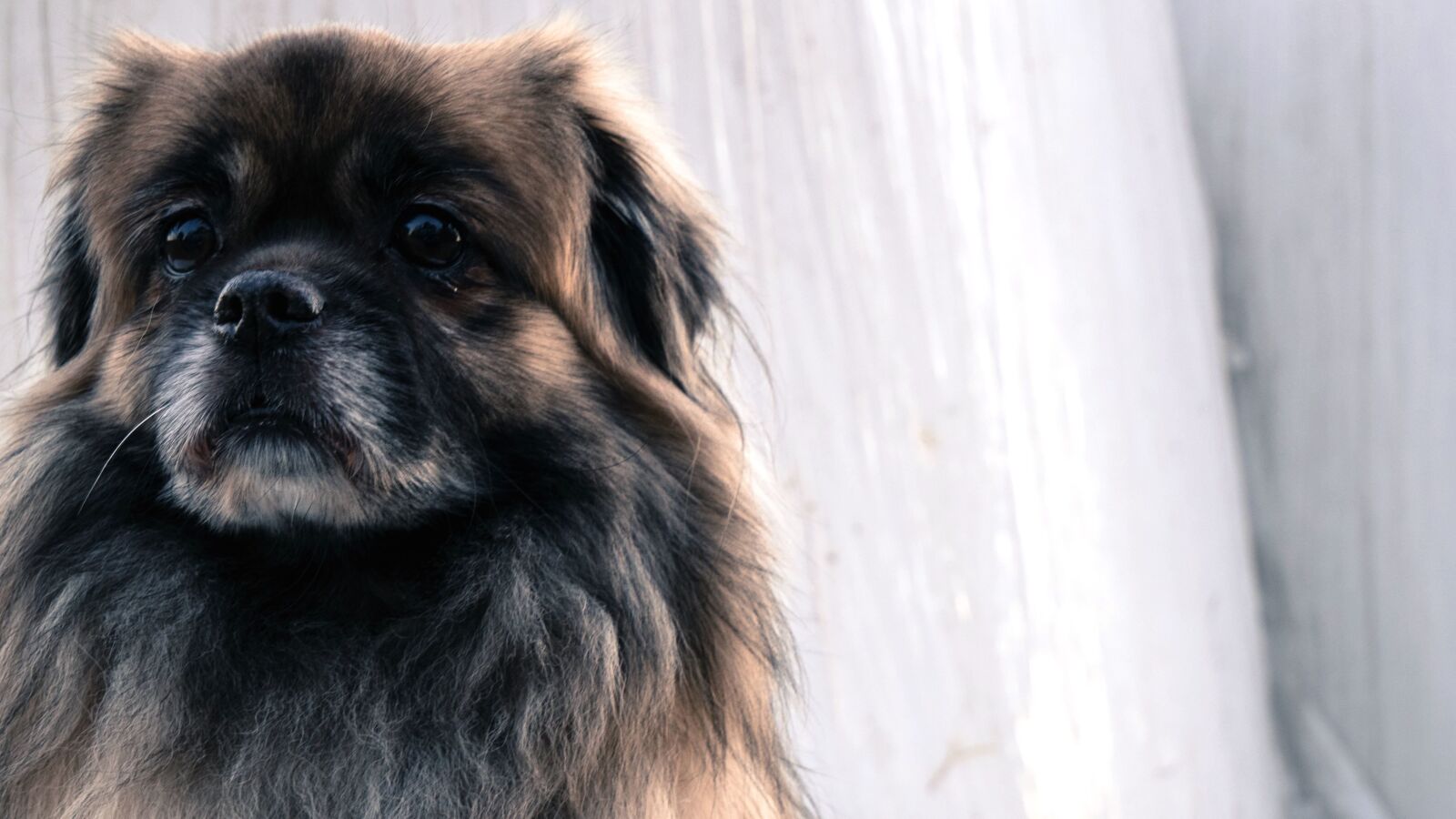 LUMIX G VARIO 12-60/F3.5-5.6 sample photo. Cute dog, little pet photography