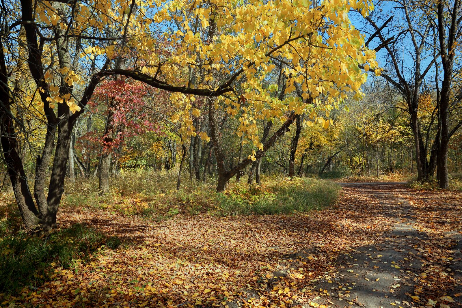 Canon EOS 5D Mark III + Canon EF 17-40mm F4L USM sample photo. Autumn, leaf fall, park photography
