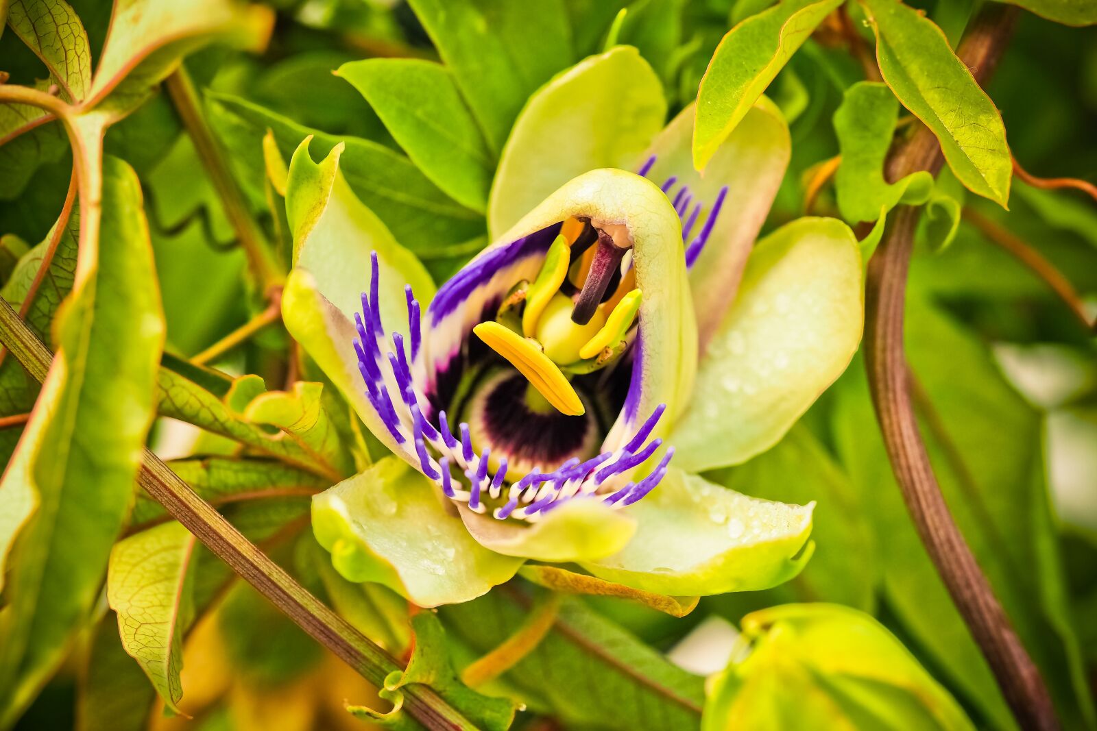 Olympus OM-D E-M10 sample photo. Flower, passion flower, passiflora photography
