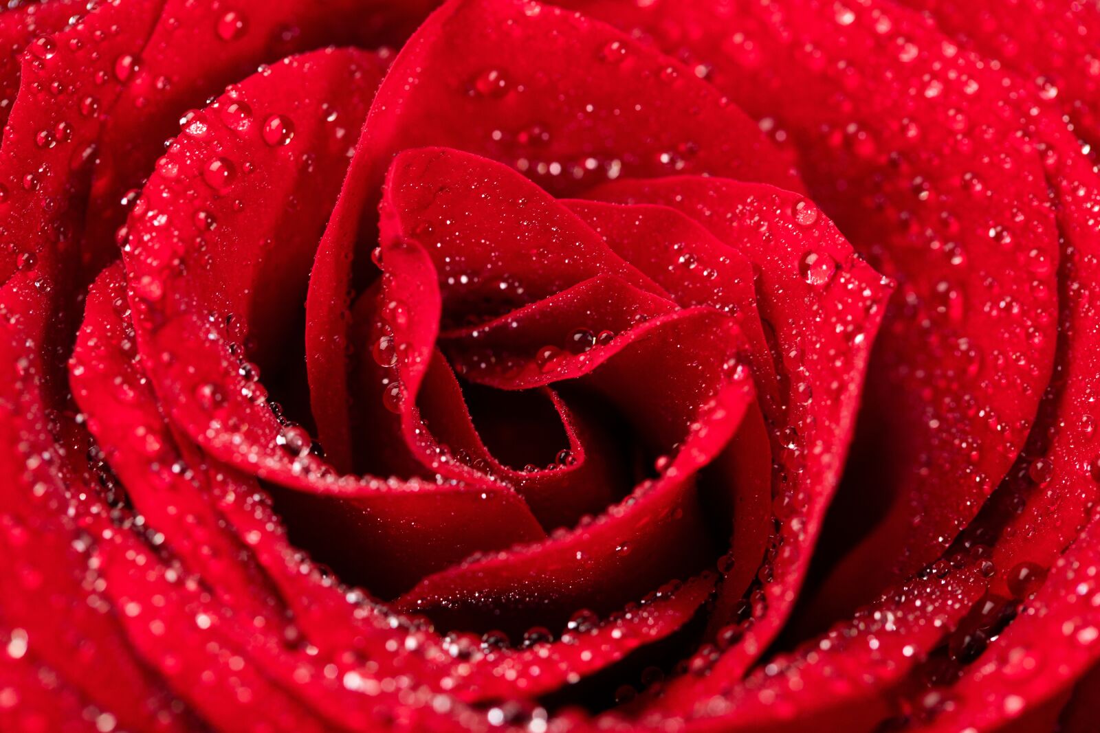 Canon EOS 5D Mark IV + Canon EF 100mm F2.8L Macro IS USM sample photo. Red, roses, valentine photography