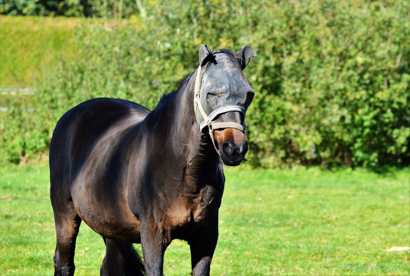 Nikon D3200 sample photo. Horse, flying hat, fly photography