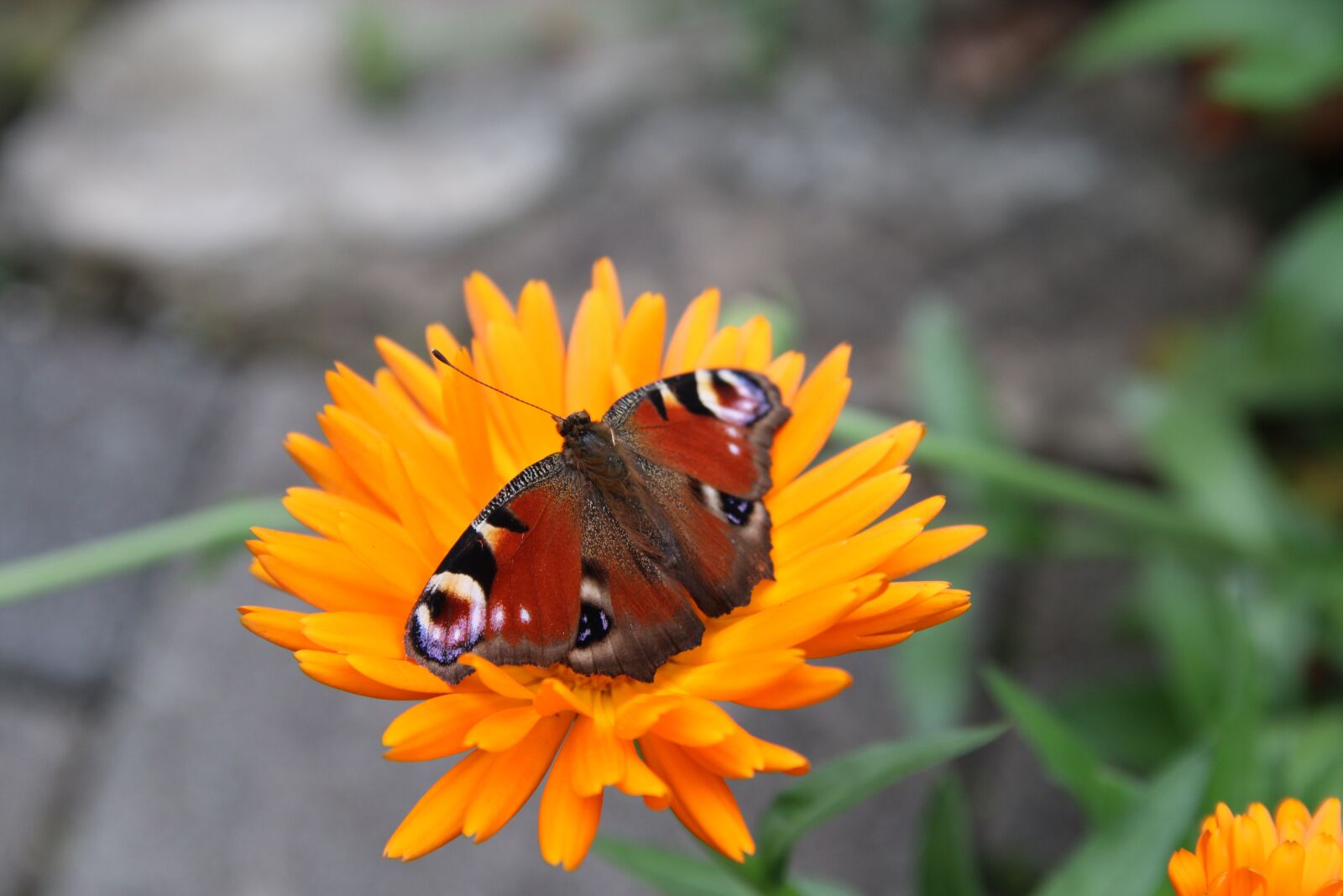 Canon EOS 70D sample photo. Butterfly, flower, nature photography