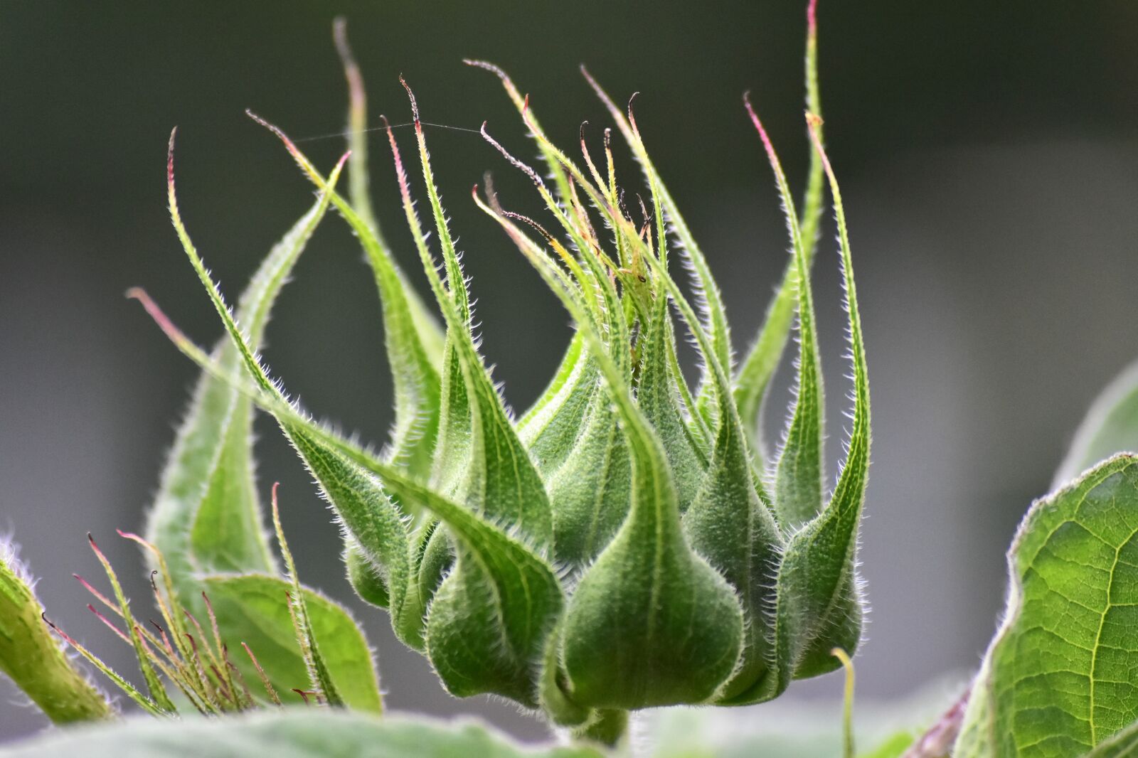 Nikon D7200 sample photo. Sunflower, macro, nature photography
