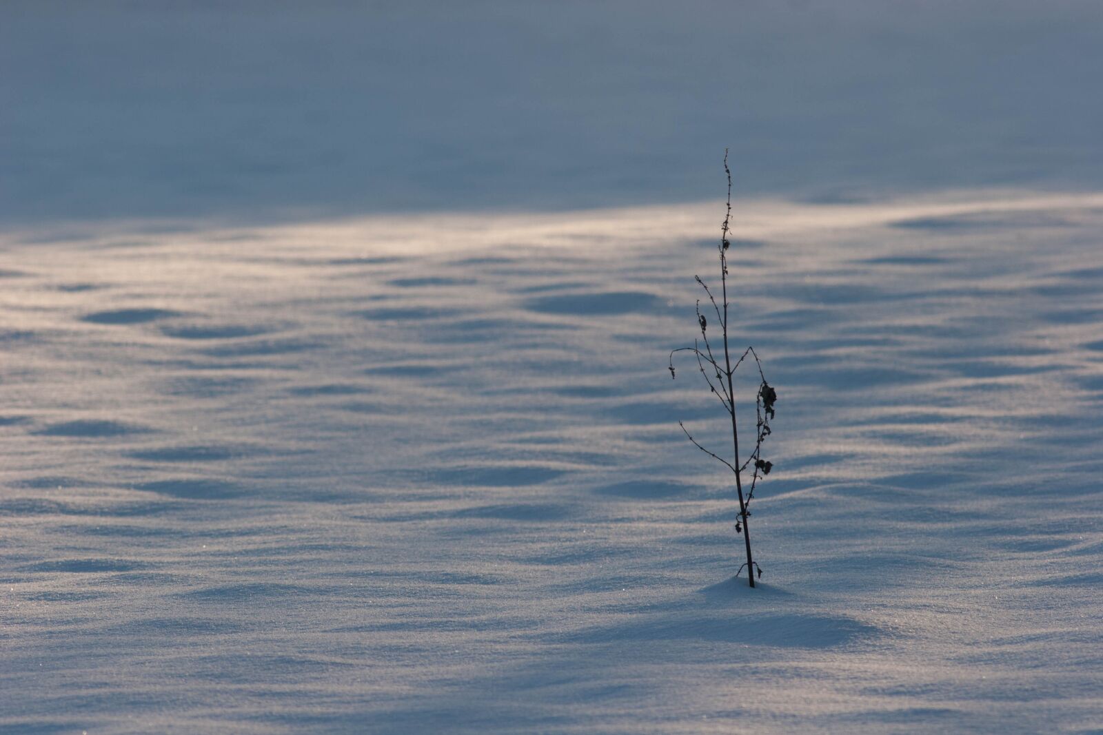 Canon EOS 20D sample photo. Snow, cold, frost photography