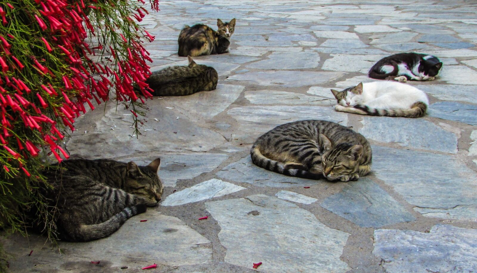 Canon PowerShot SX400 IS sample photo. Cats, resting, sleeping photography
