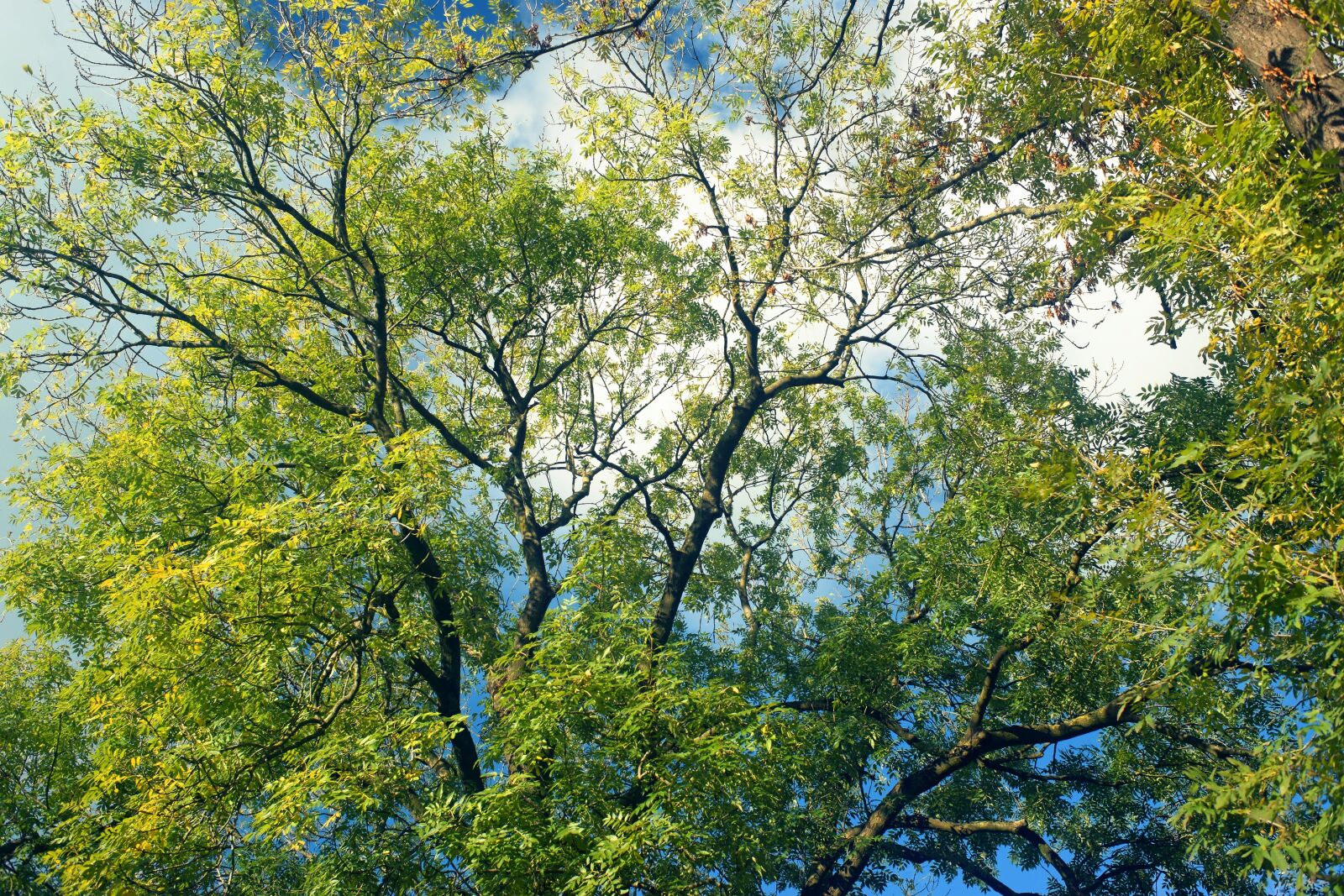 Sony Alpha DSLR-A900 sample photo. Autumn, tree, aesthetic photography