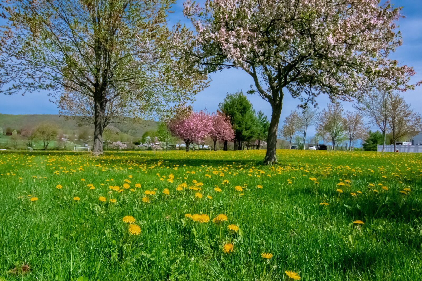 Nikon D500 sample photo. Springtime, spring, nature photography