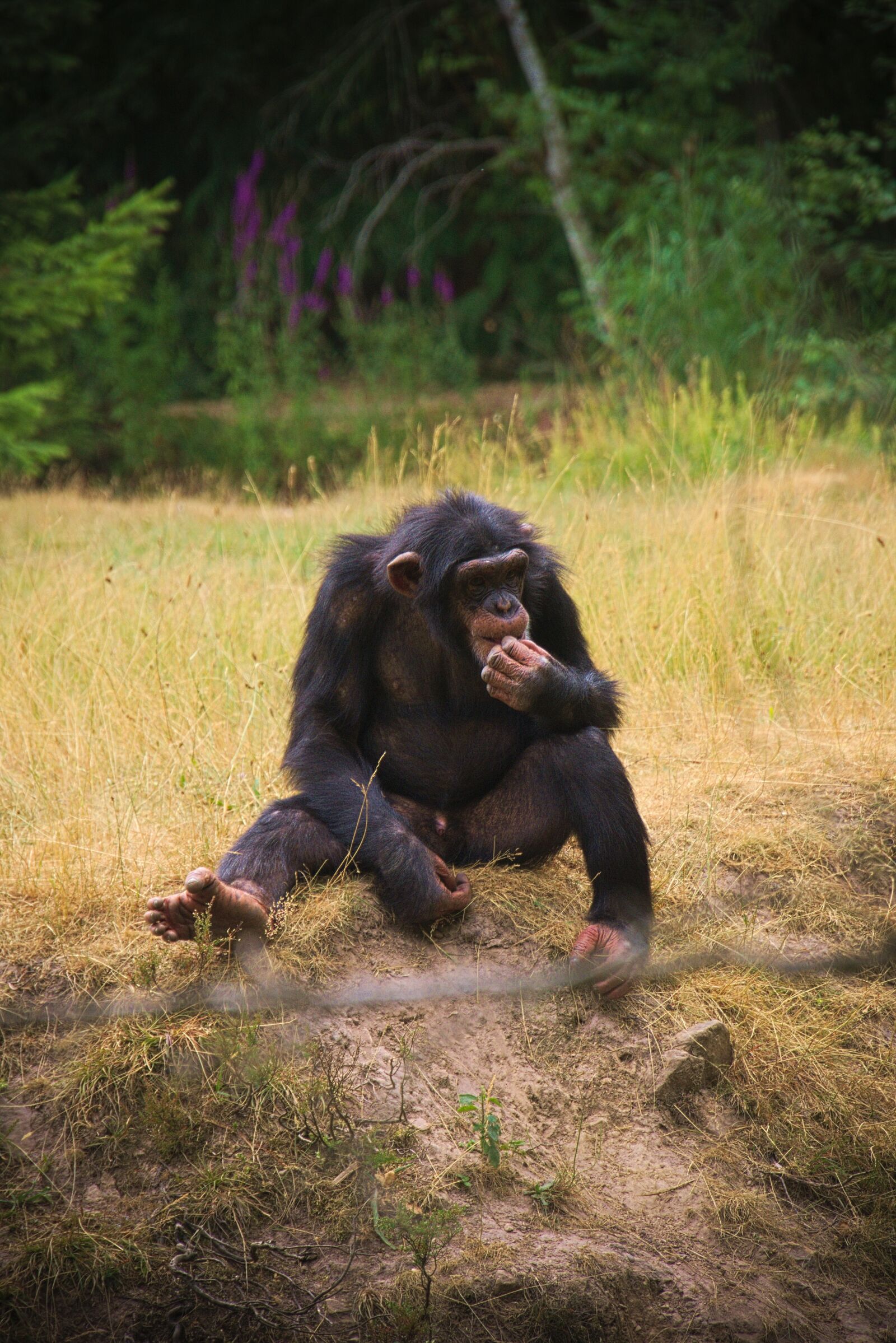 Panasonic Lumix DMC-GH3 sample photo. Monkey, animal, africa photography
