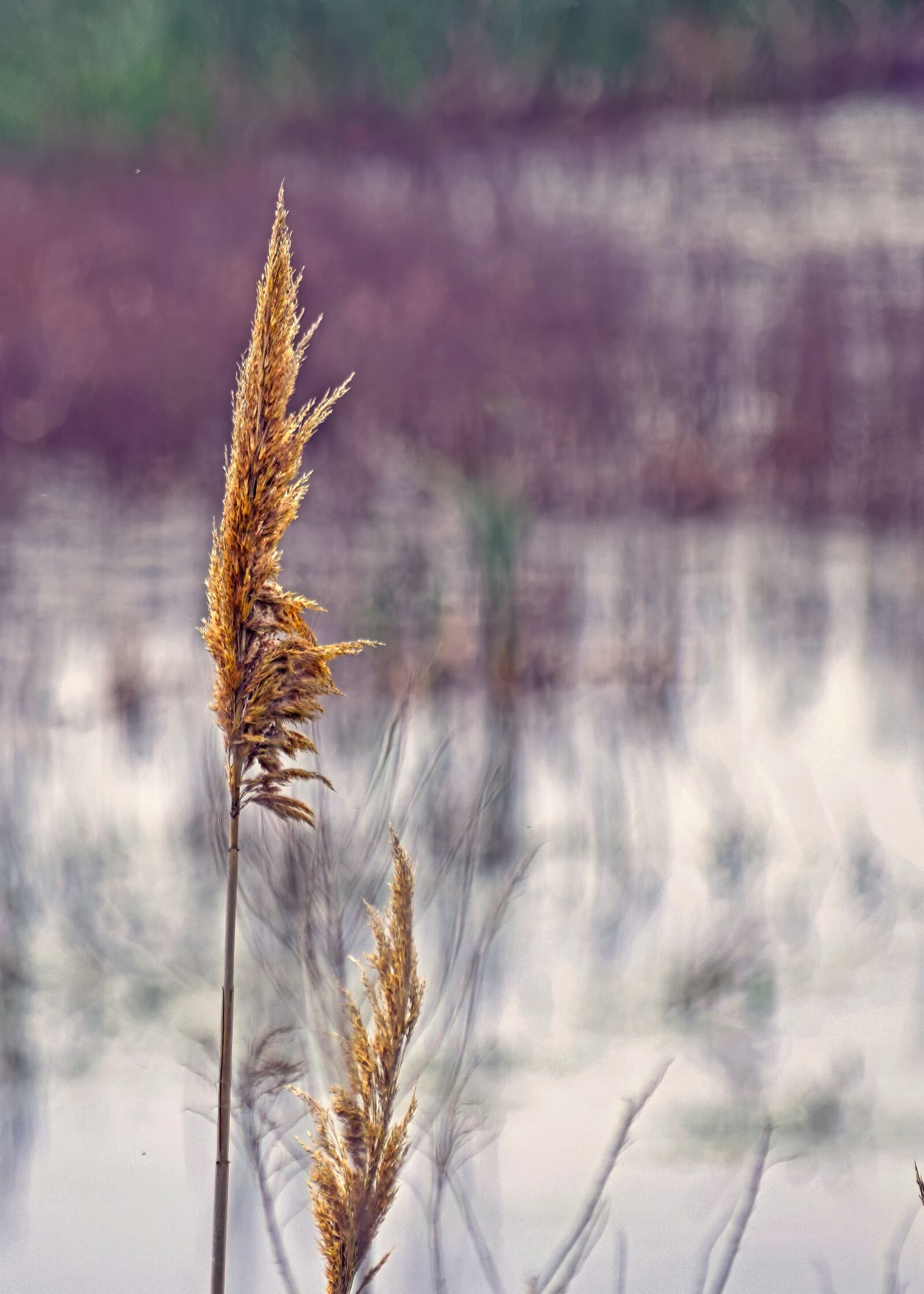 Nikon D3300 sample photo. Cattail, swamp, pond photography
