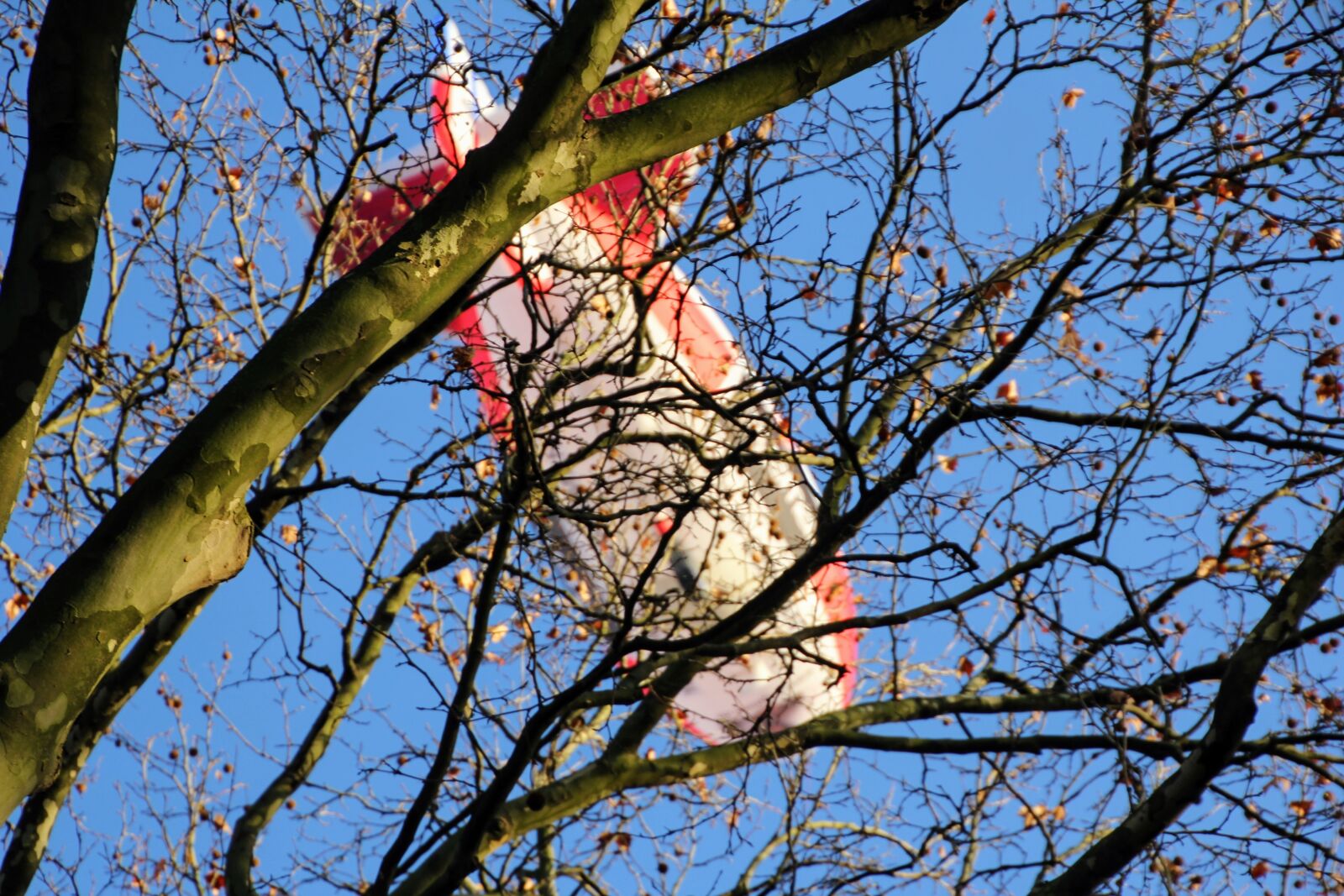 Canon EOS 60D sample photo. Airship, trigema, flying object photography