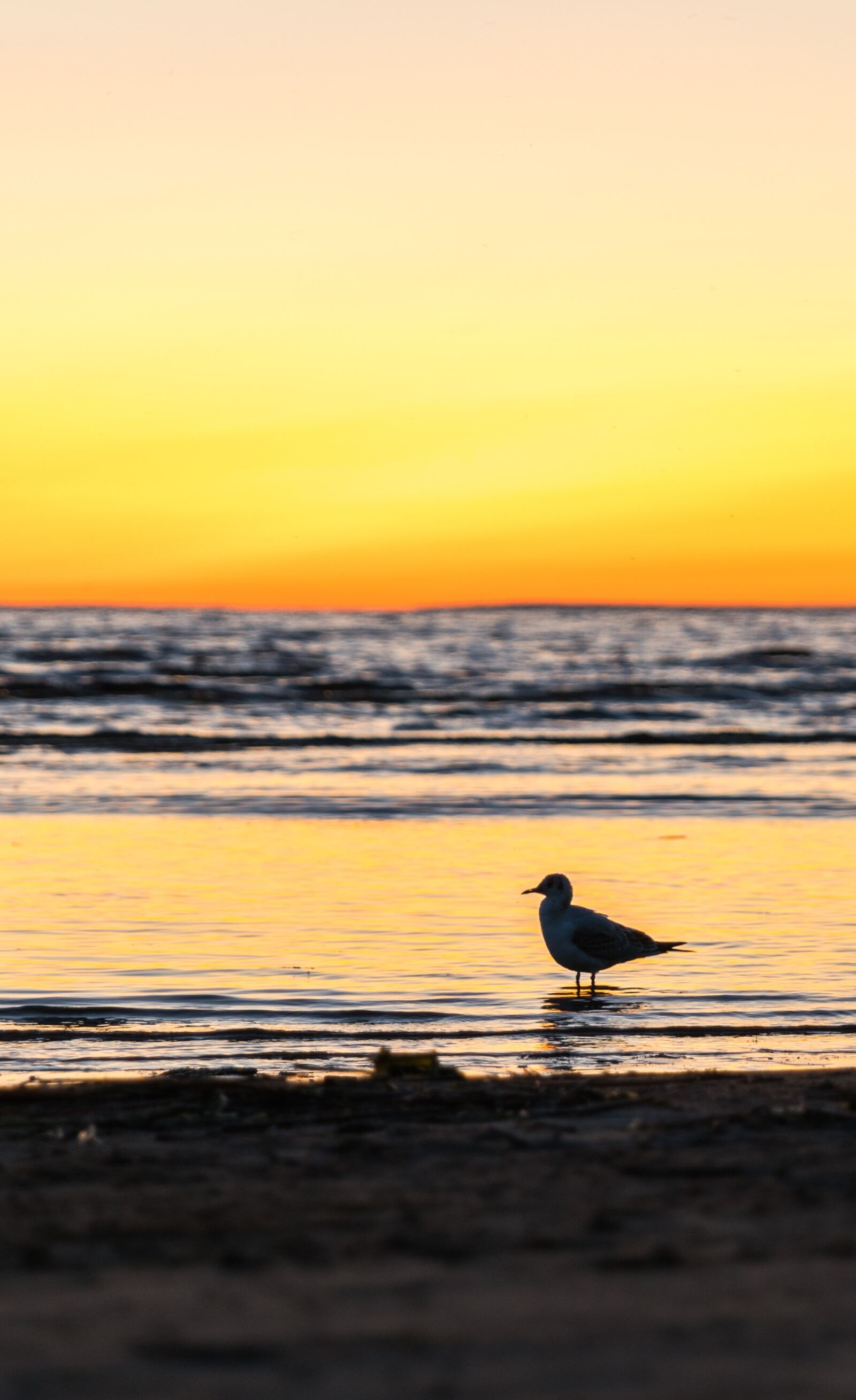 Canon EF 24-70mm F2.8L II USM sample photo. Beach, seagull, water photography