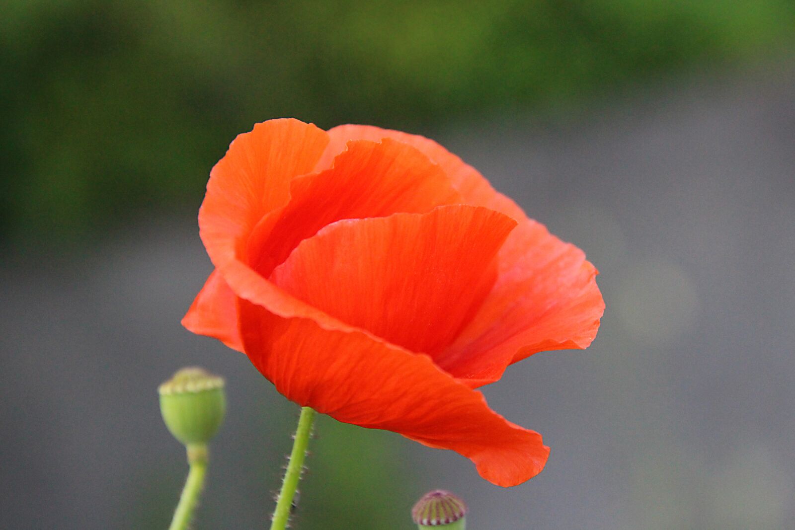Canon EOS 700D (EOS Rebel T5i / EOS Kiss X7i) sample photo. Klatschmohn, plant, nature photography